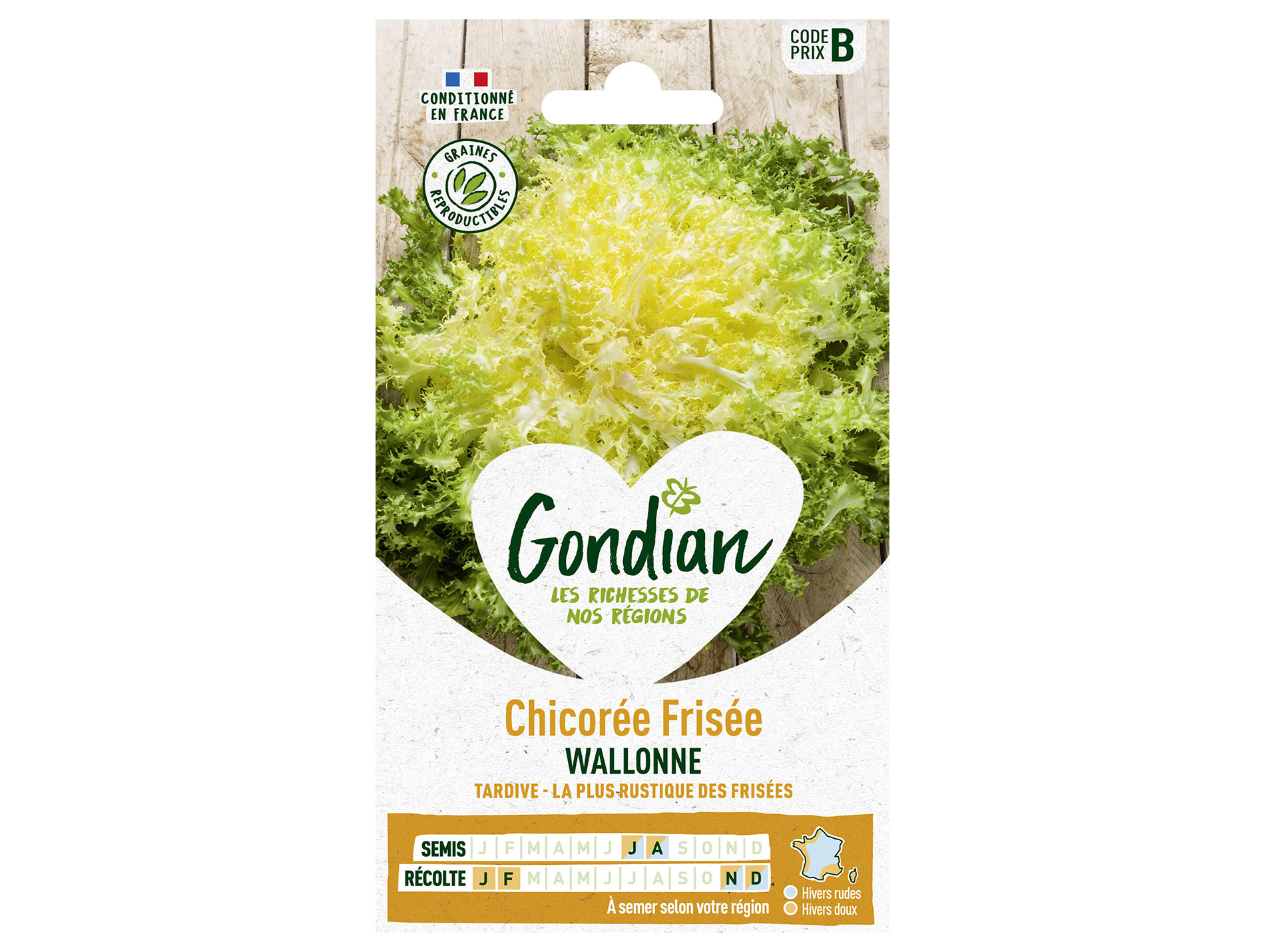 Chicorée frisée Wallonne GONDIAN Série B