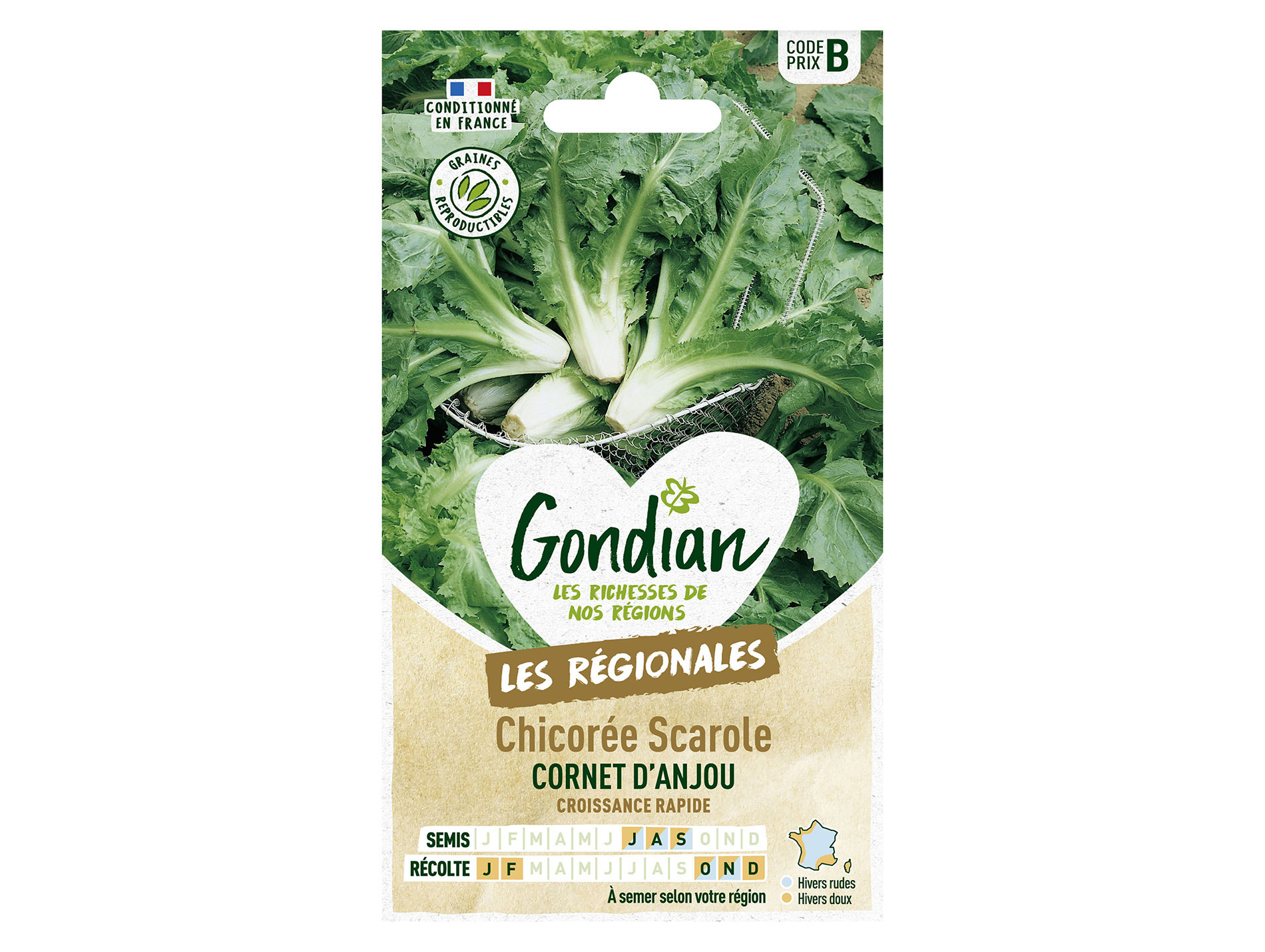 Chicorée Scarole Cornet d'Anjou GONDIAN Série B