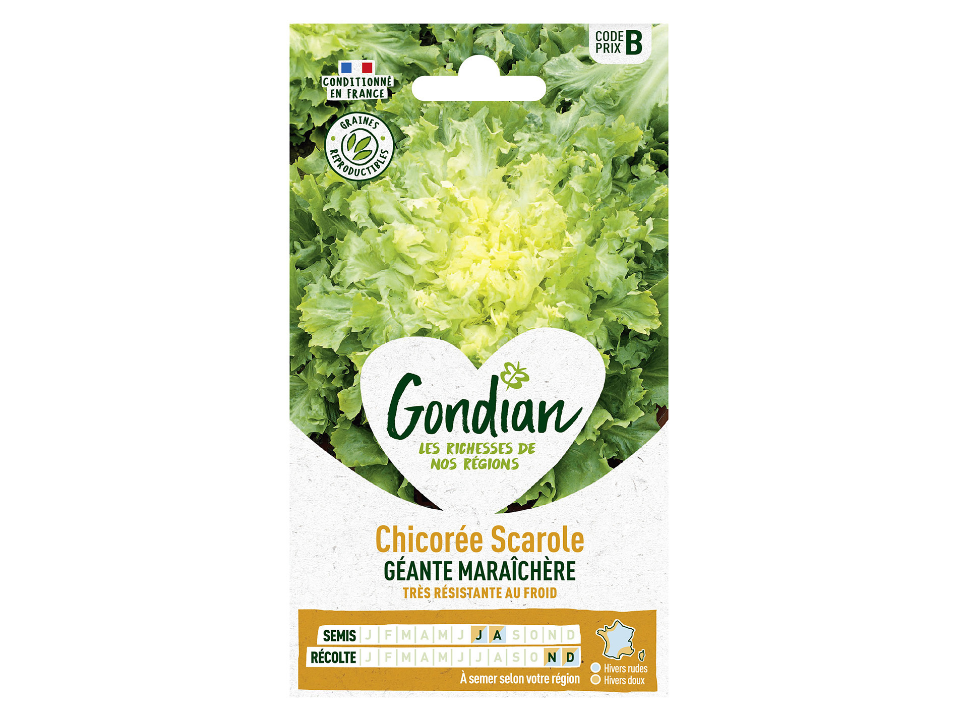 Chicorée scarole géante maraichère GONDIAN Série B