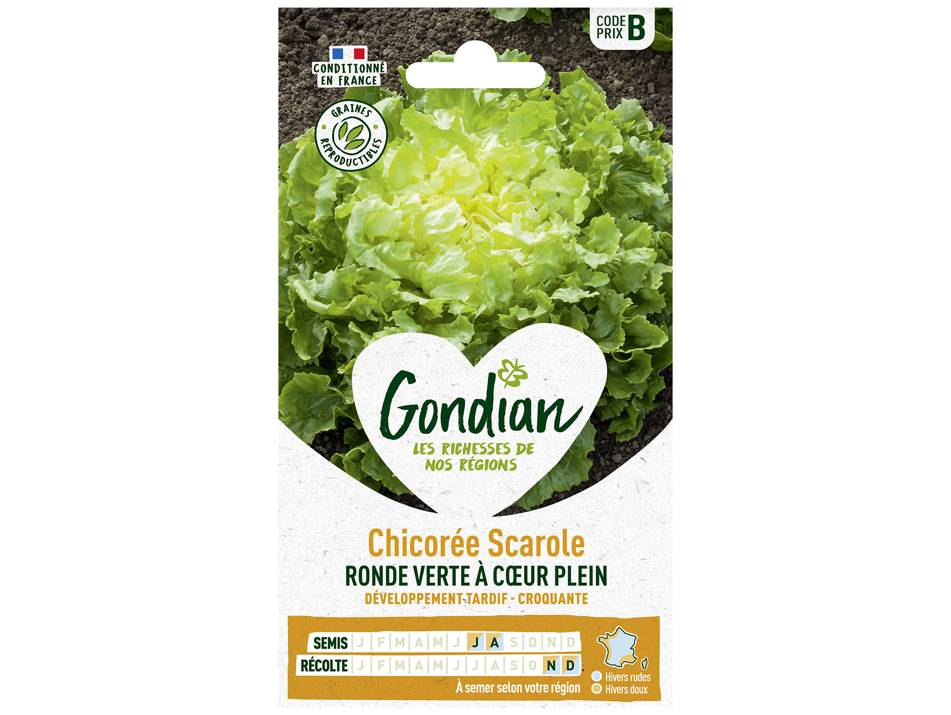 Chicorée scarole ronde verte à coeur plein GONDIAN Série B