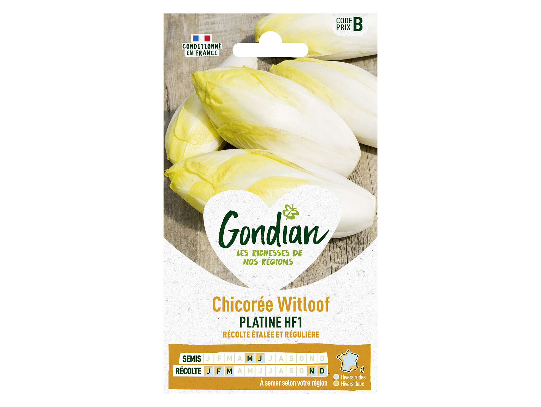 Chicorée Witloof zoom HF1 GONDIAN Série B