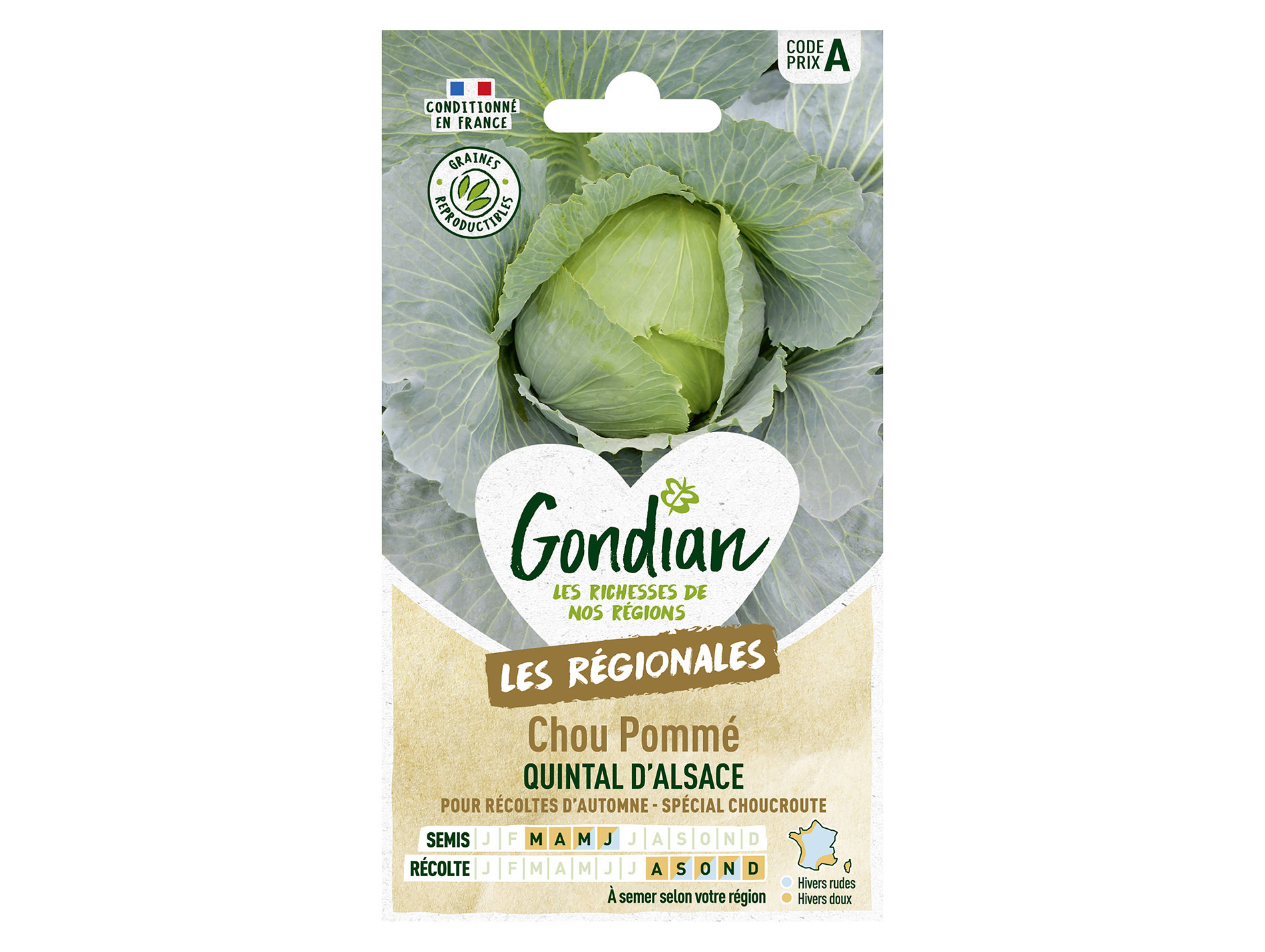 Chou pommé Quintal d'Alsace GONDIAN Série A