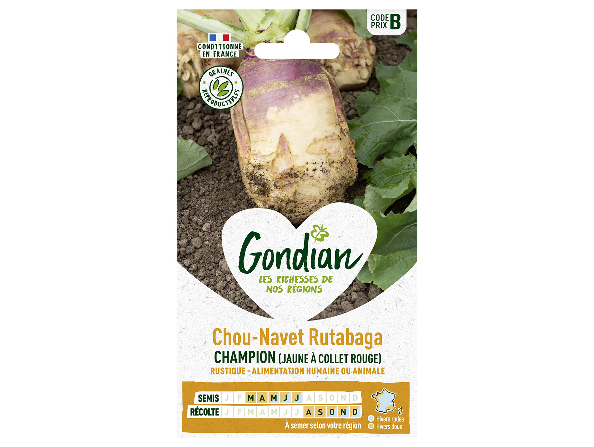 Chou navet rutabaga Champion GONDIAN Série B