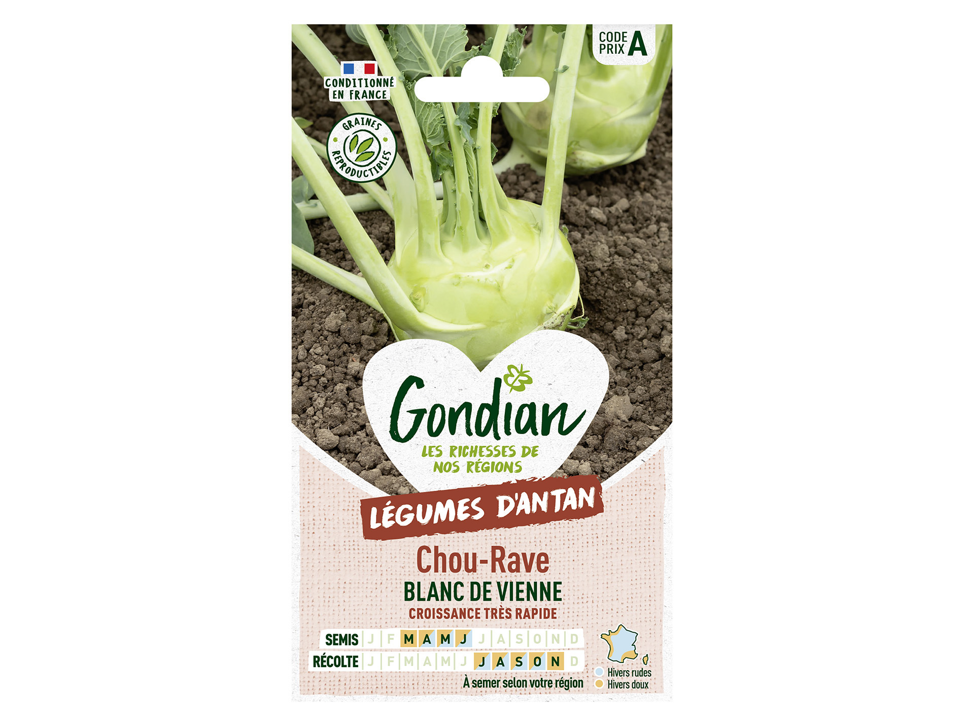 Chou rave blanc de Vienne GONDIAN Série A