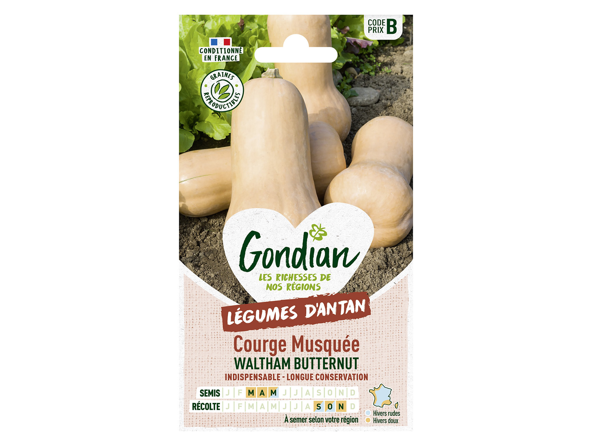Courge musquée Waltham butternut GONDIAN Série B