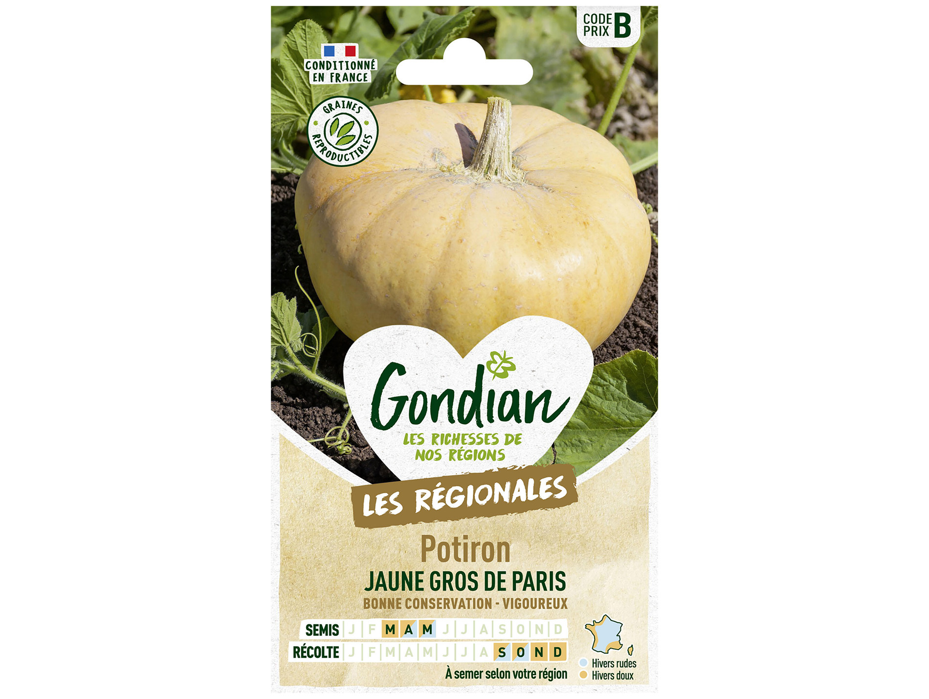 Potiron jaune Gros de Paris GONDIAN Série B