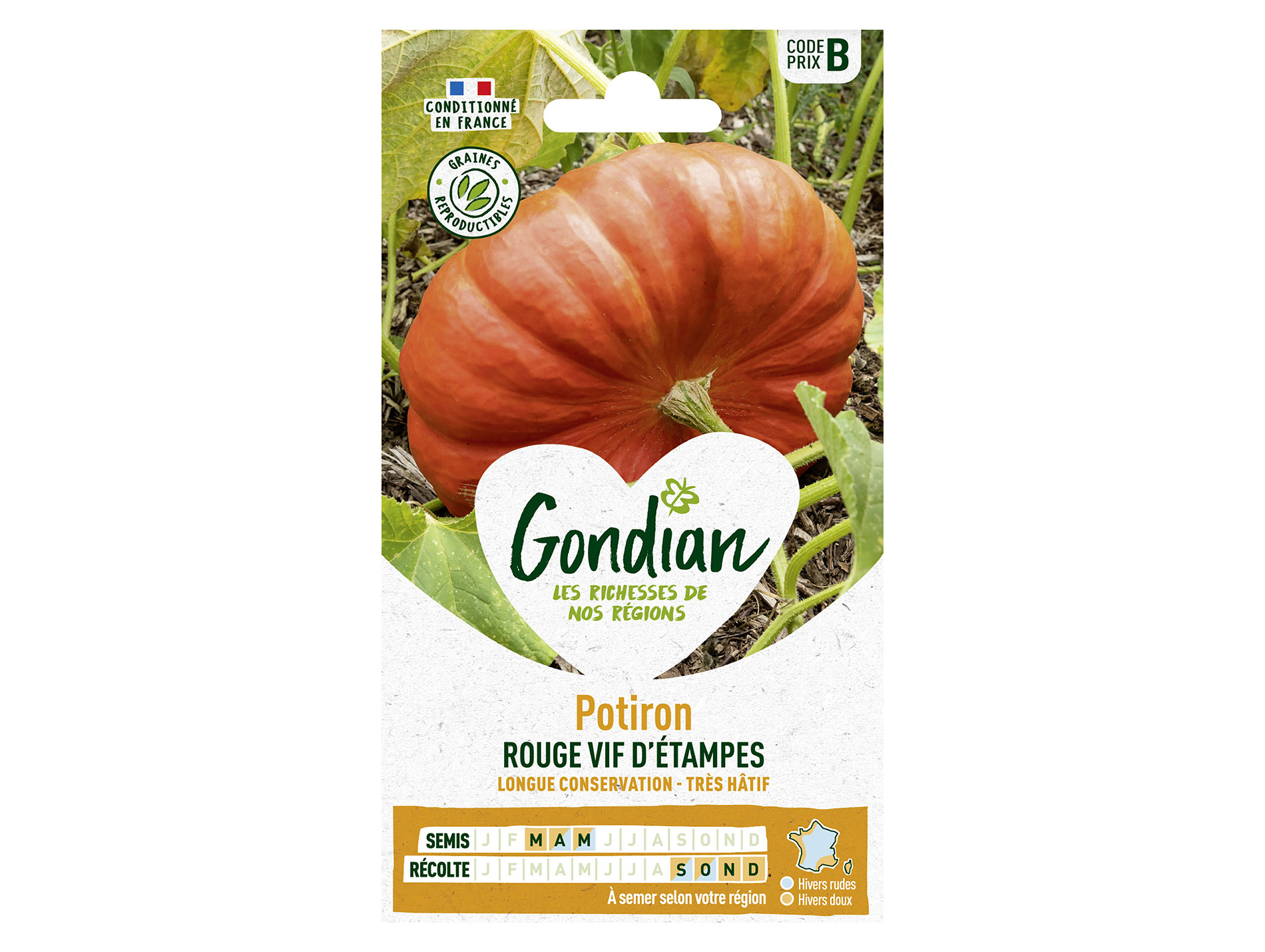 Potiron rouge vif d'Etampes GONDIAN Série B