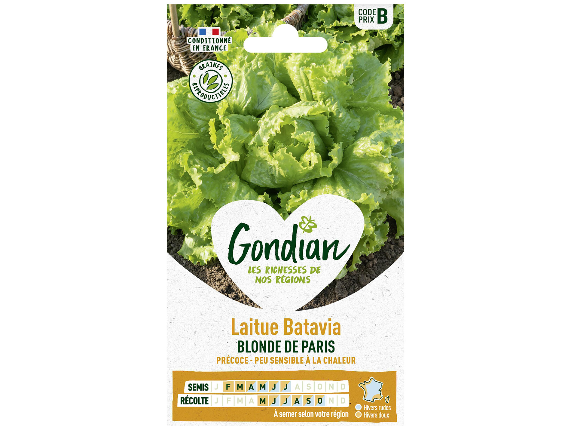 Laitue batavia blonde de Paris GONDIAN Série B