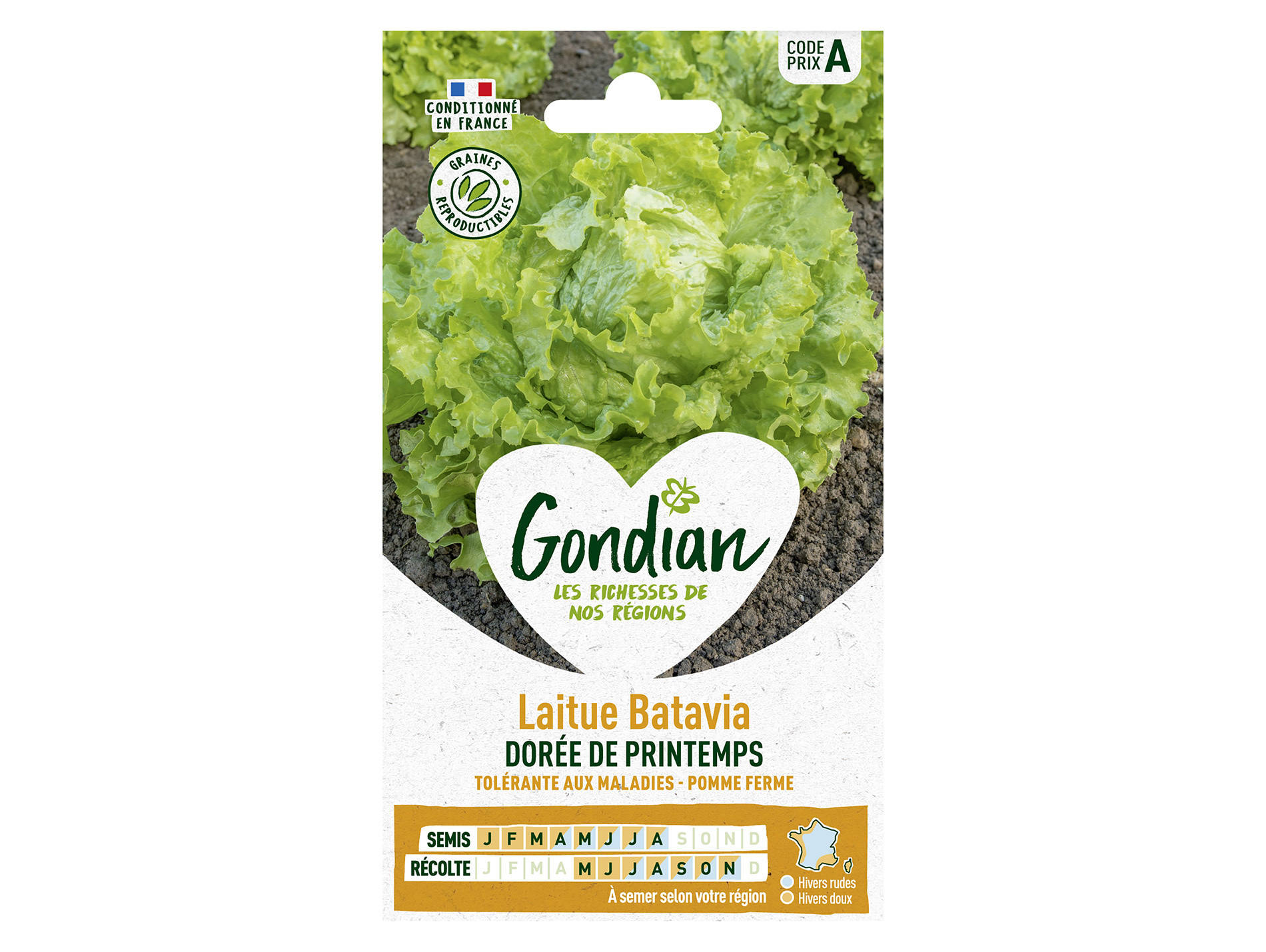 Laitue batavia dorée printemps GONDIAN Série A