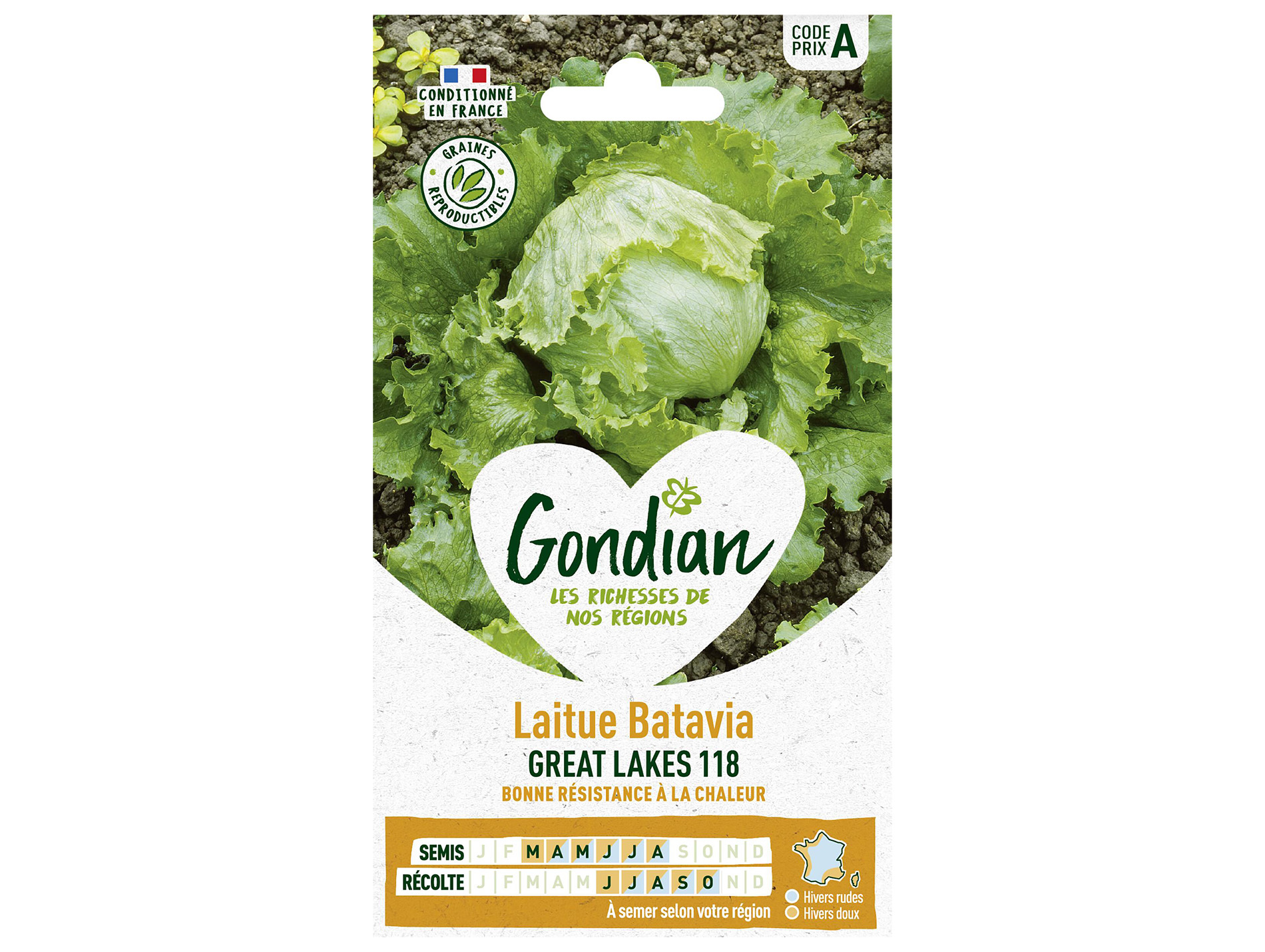 Laitue batavia Great Lakes 118 GONDIAN Série A