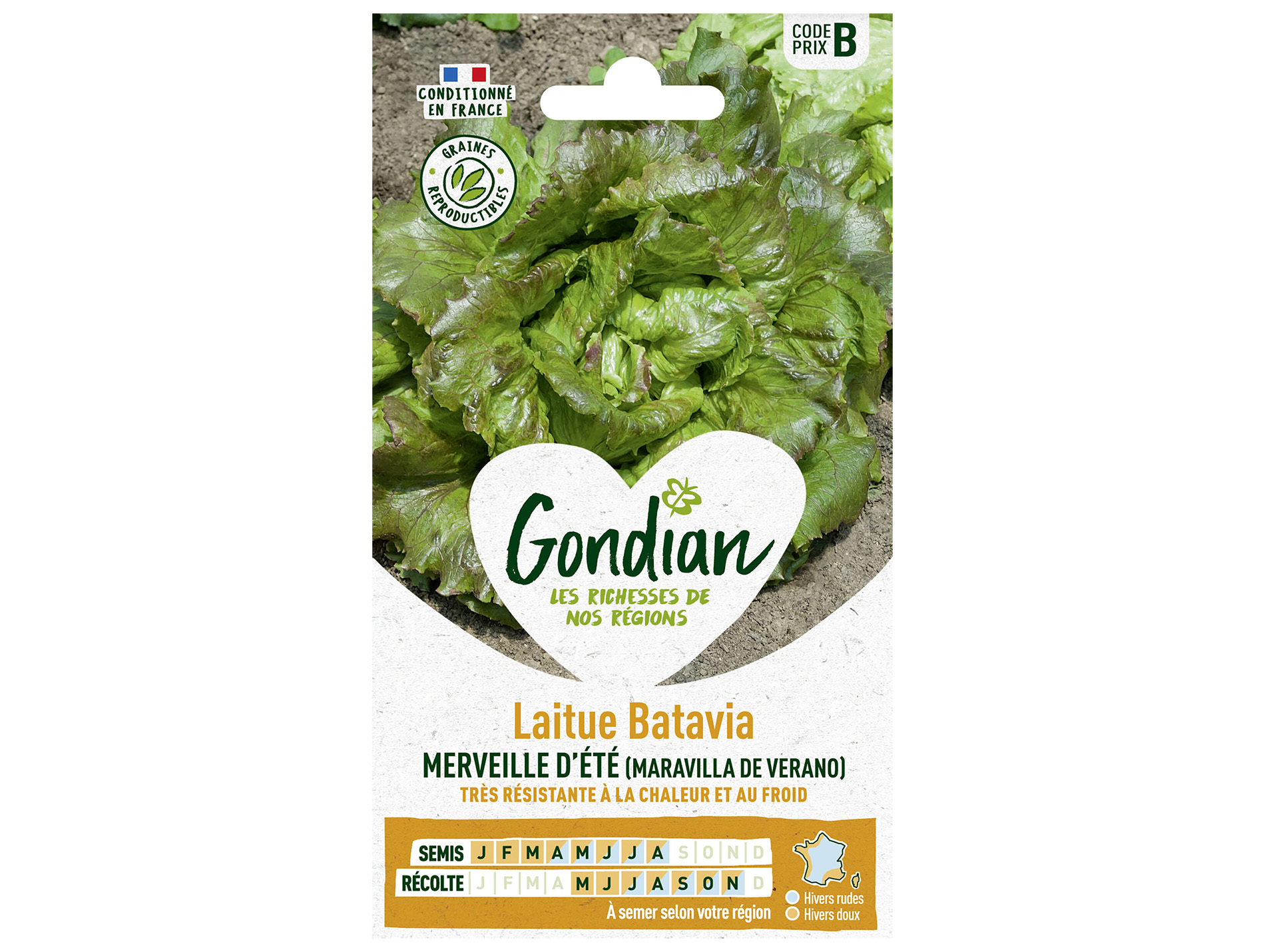 Laitue batavia Merveille d'été GONDIAN Série B
