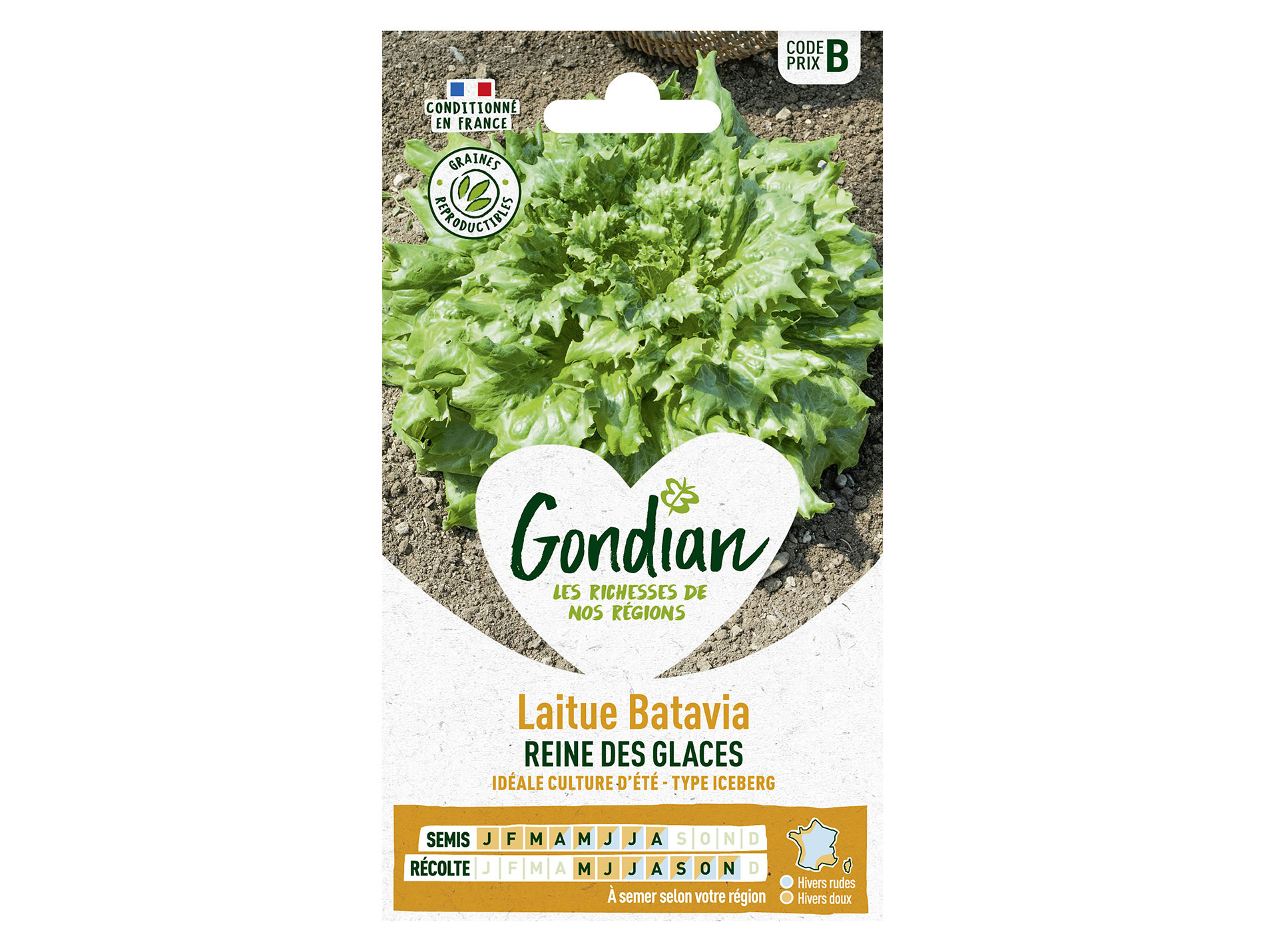 Laitue batavia Reine des Glaces GONDIAN Série B