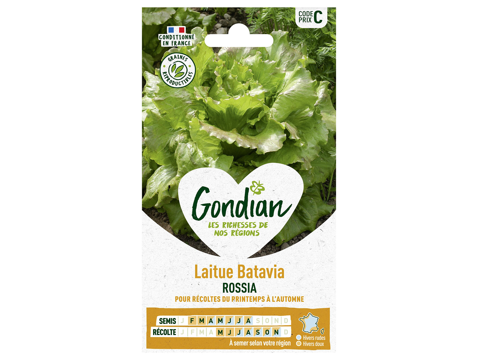 Laitue batavia Rossia GONDIAN Série C