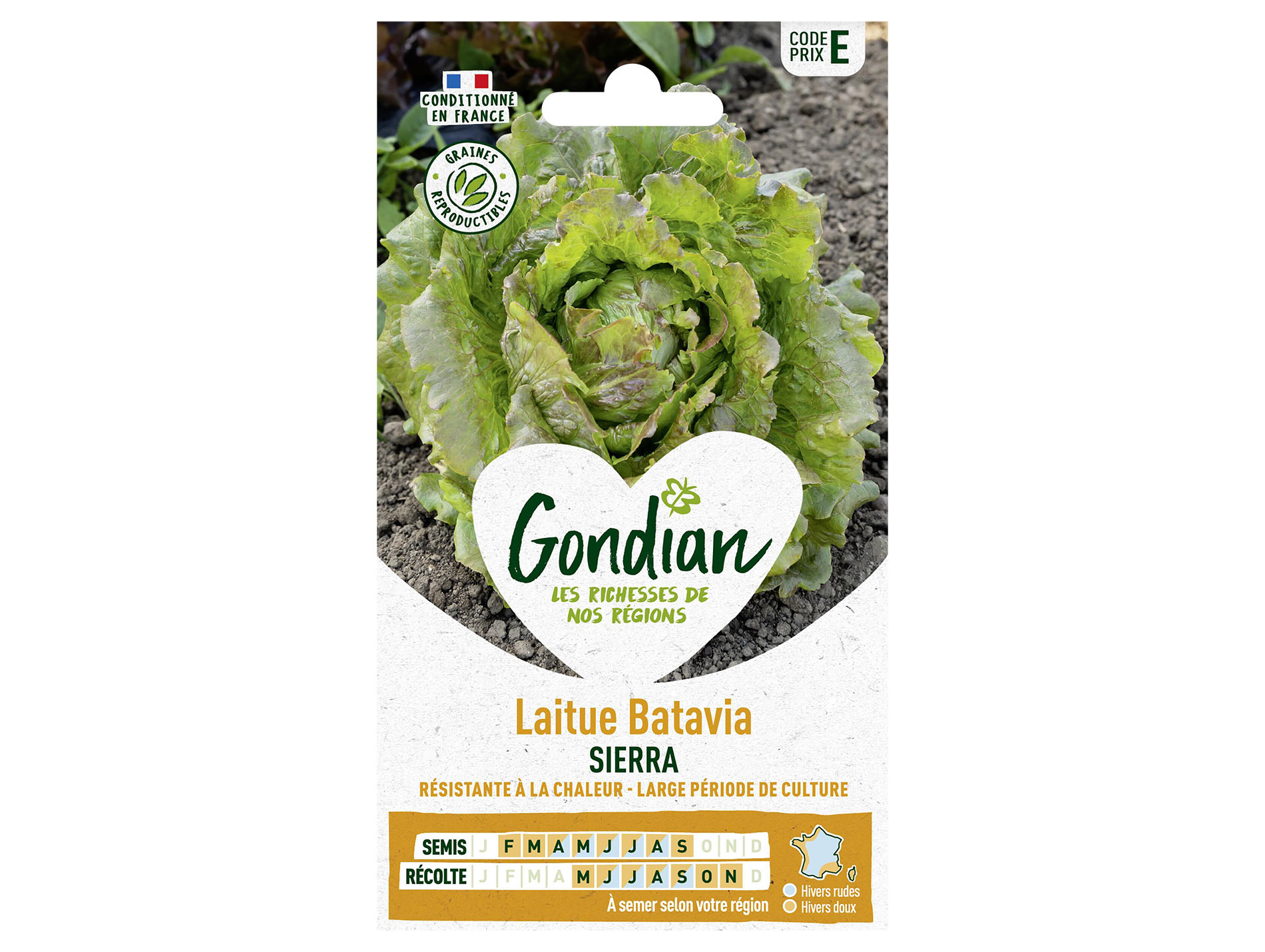 Laitue batavia Sierra GONDIAN Série E