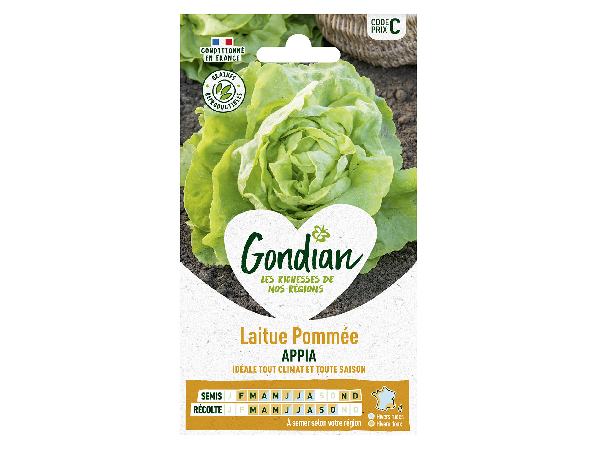 Laitue pommée Appia GONDIAN Série C