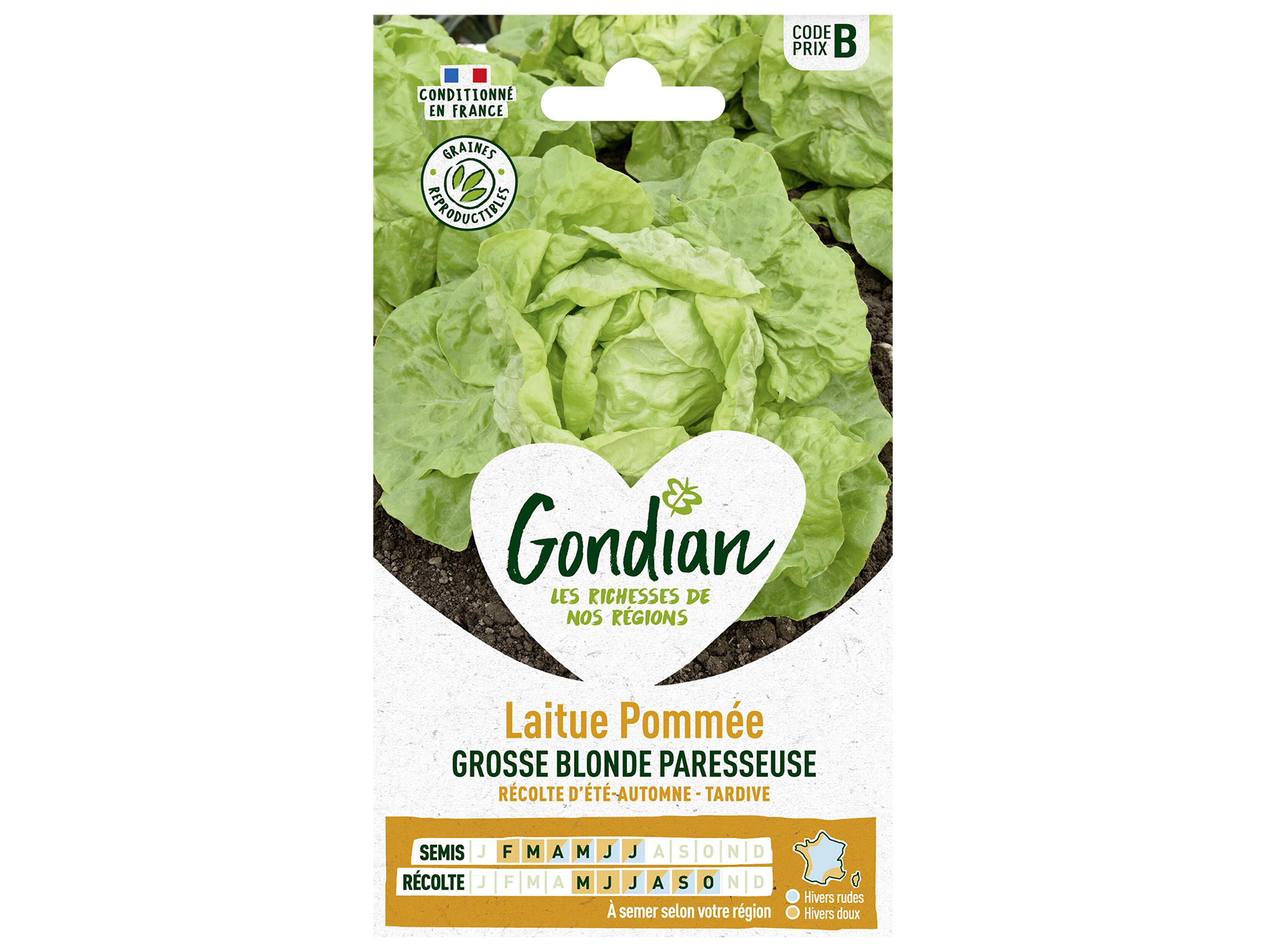 Laitue pommée blonde paresseuse GONDIAN Série B
