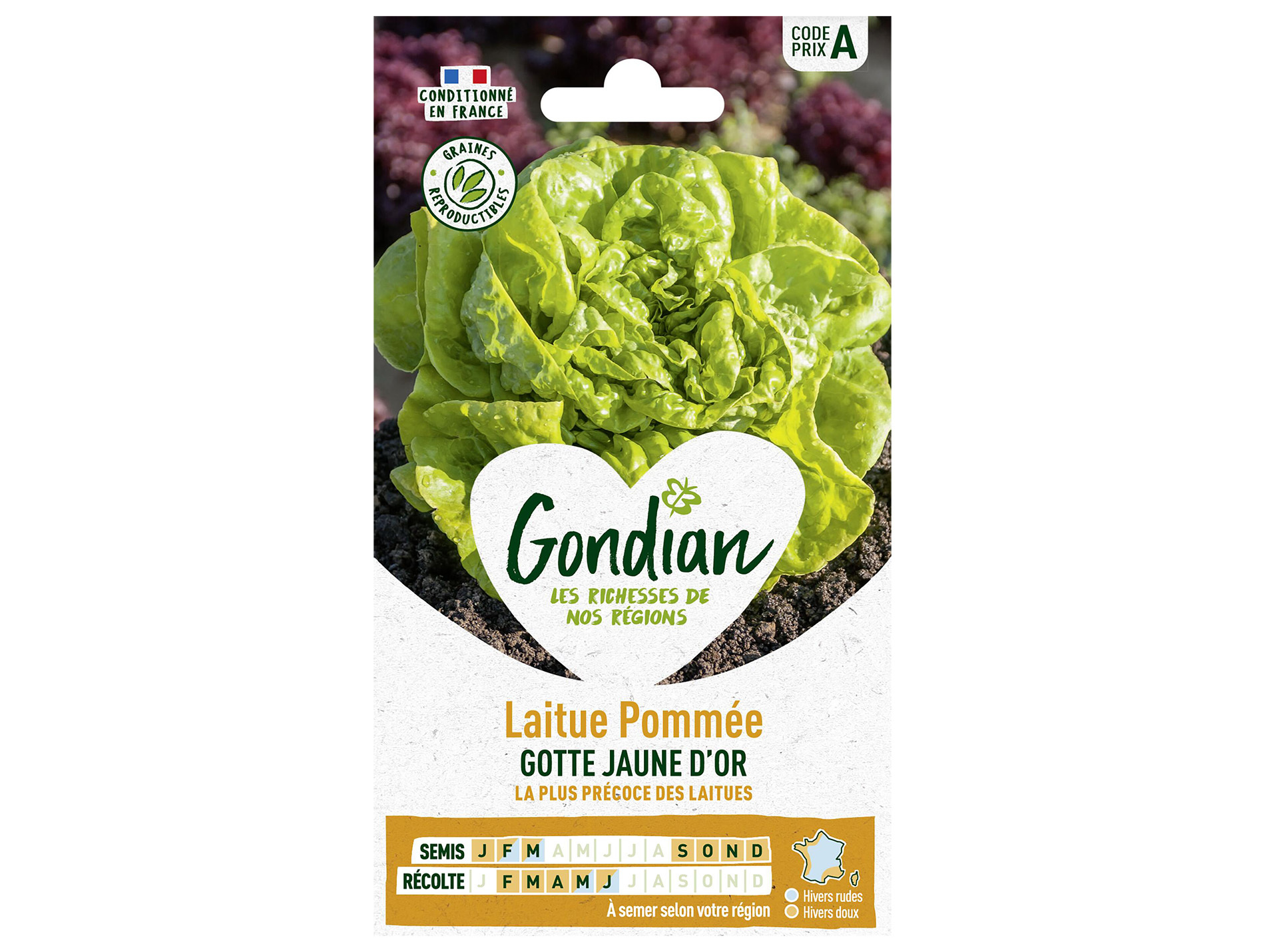 Laitue pommée Gotte jaune d'or GONDIAN Série A