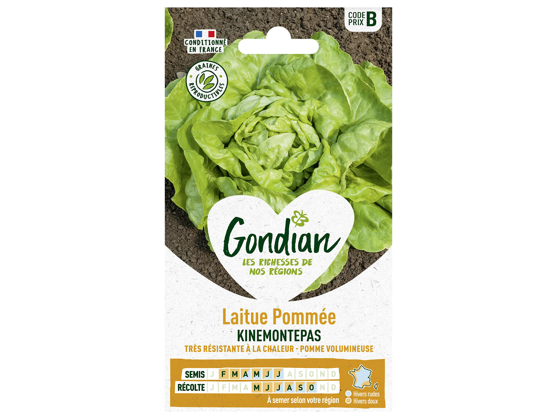 Laitue pommée Kinemontepas GONDIAN Série B