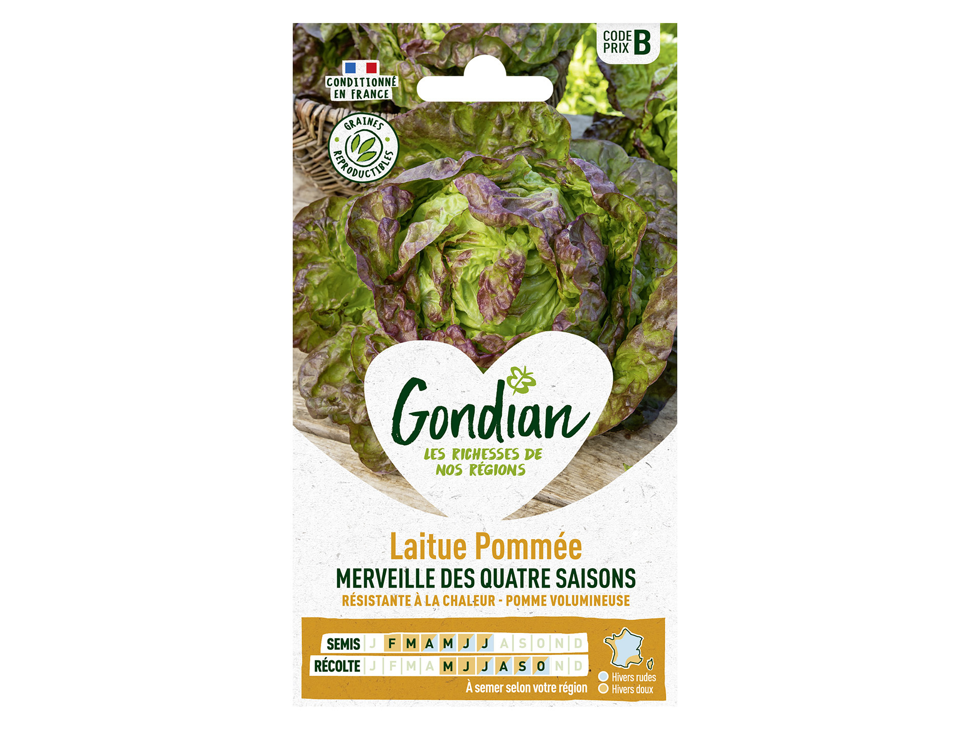 Laitue pommée Merveille des 4 saisons GONDIAN Série B