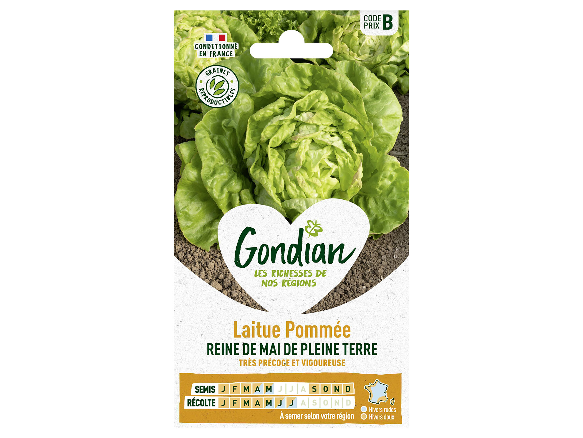 Laitue pommée Reine de Mai GONDIAN Série B