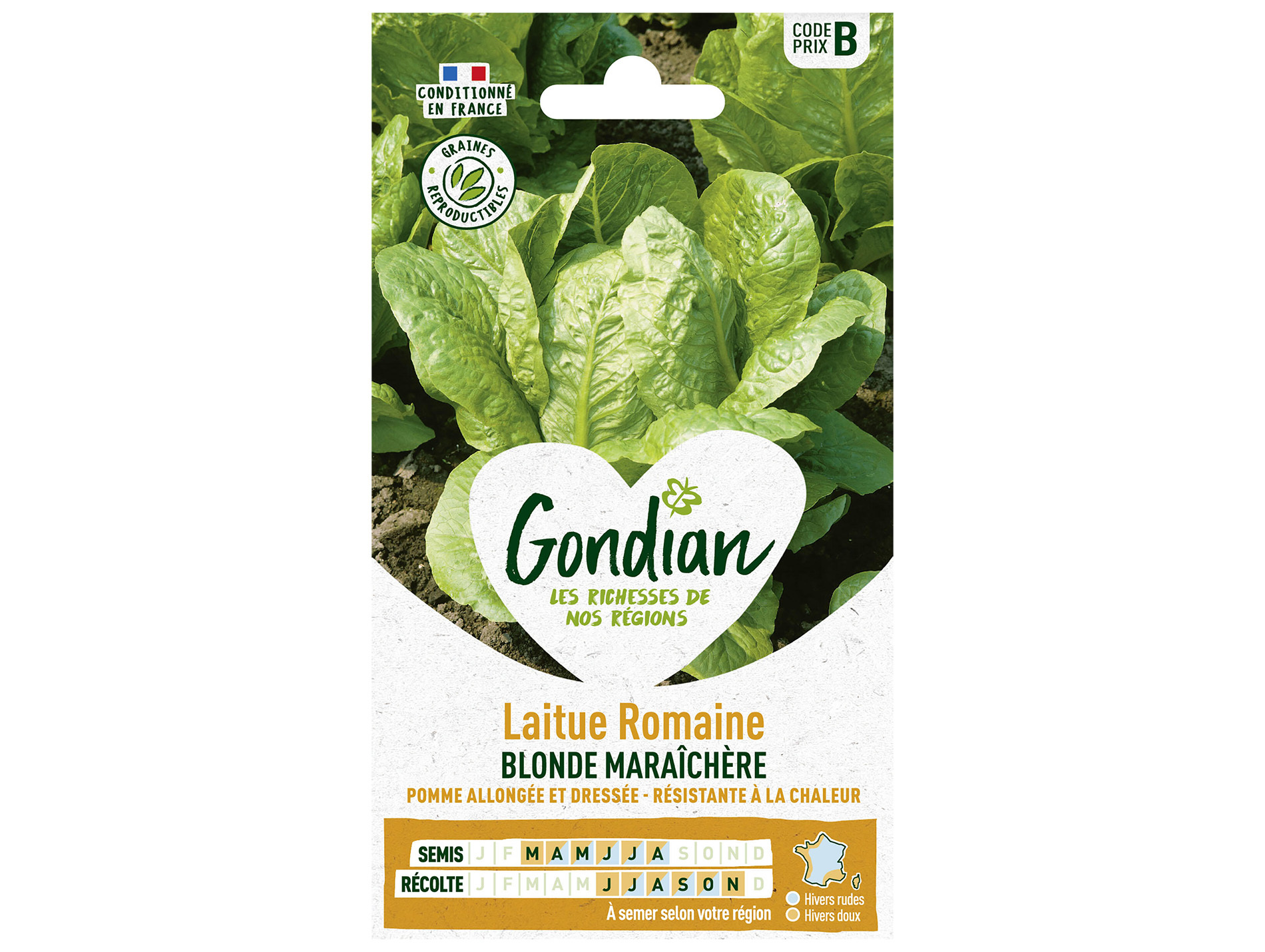 Laitue Romaine blonde maraîchère GONDIAN Série B