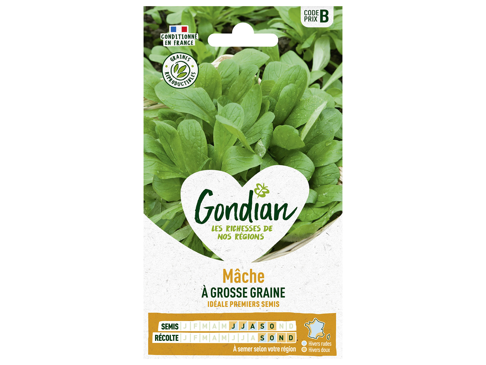 Mâche à grosse graine GONDIAN Série B