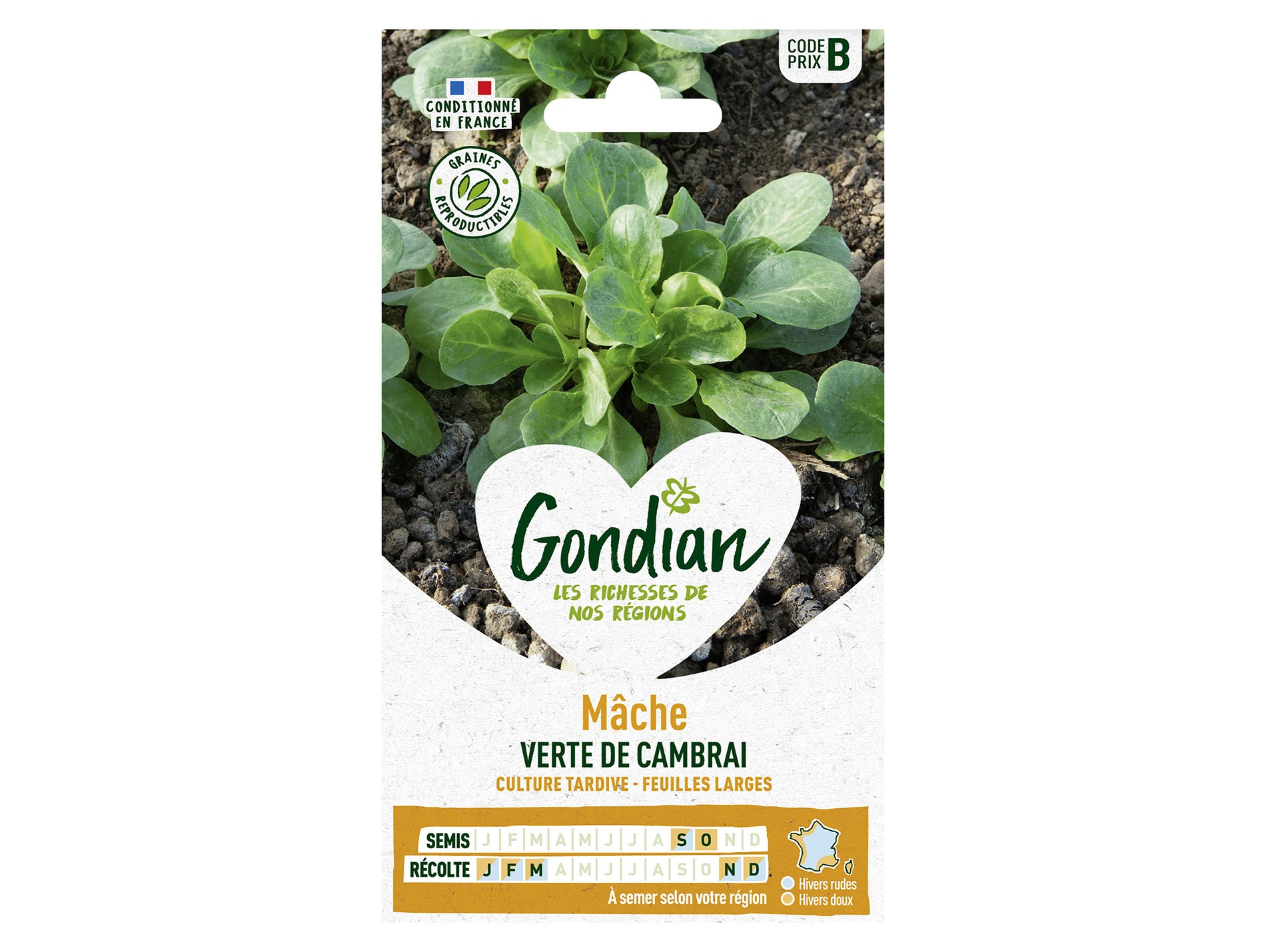 Mâche verte de Cambrai GONDIAN Série B