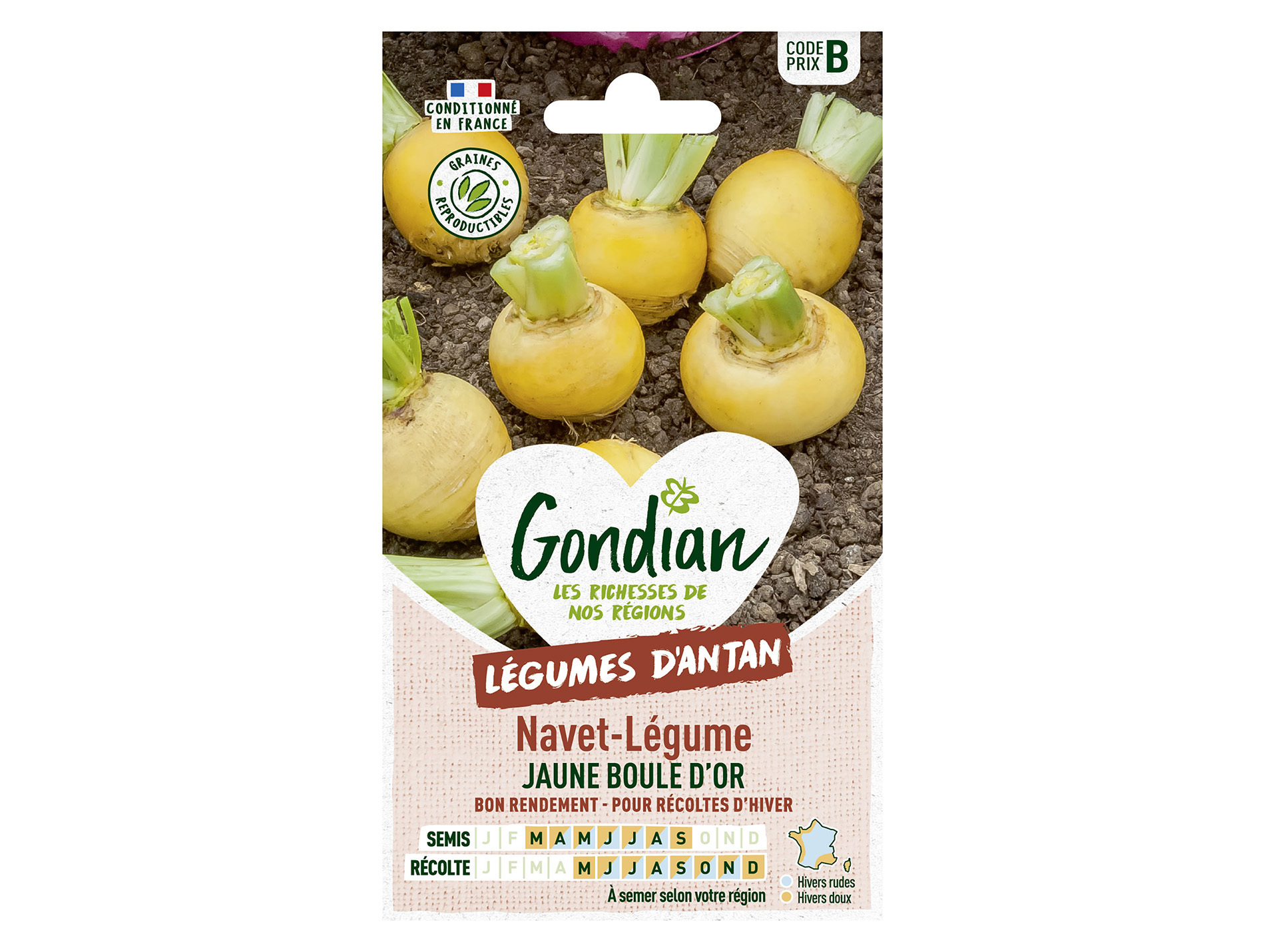 Navet jaune Boule d'Or GONDIAN Série B