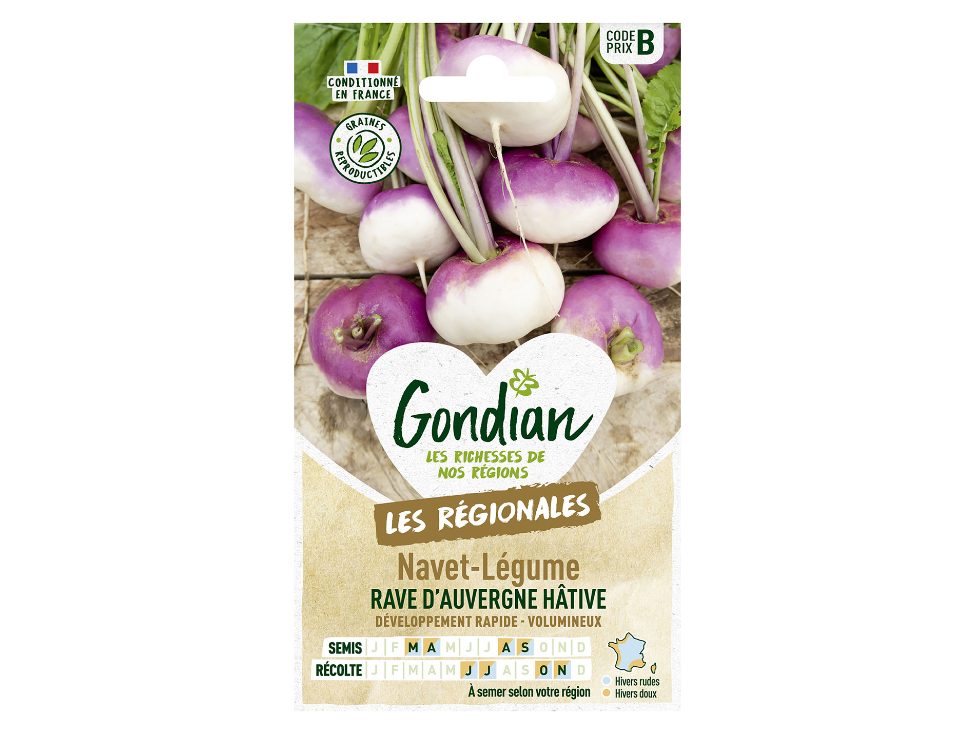 Navet rave d'Auvergne GONDIAN Série B