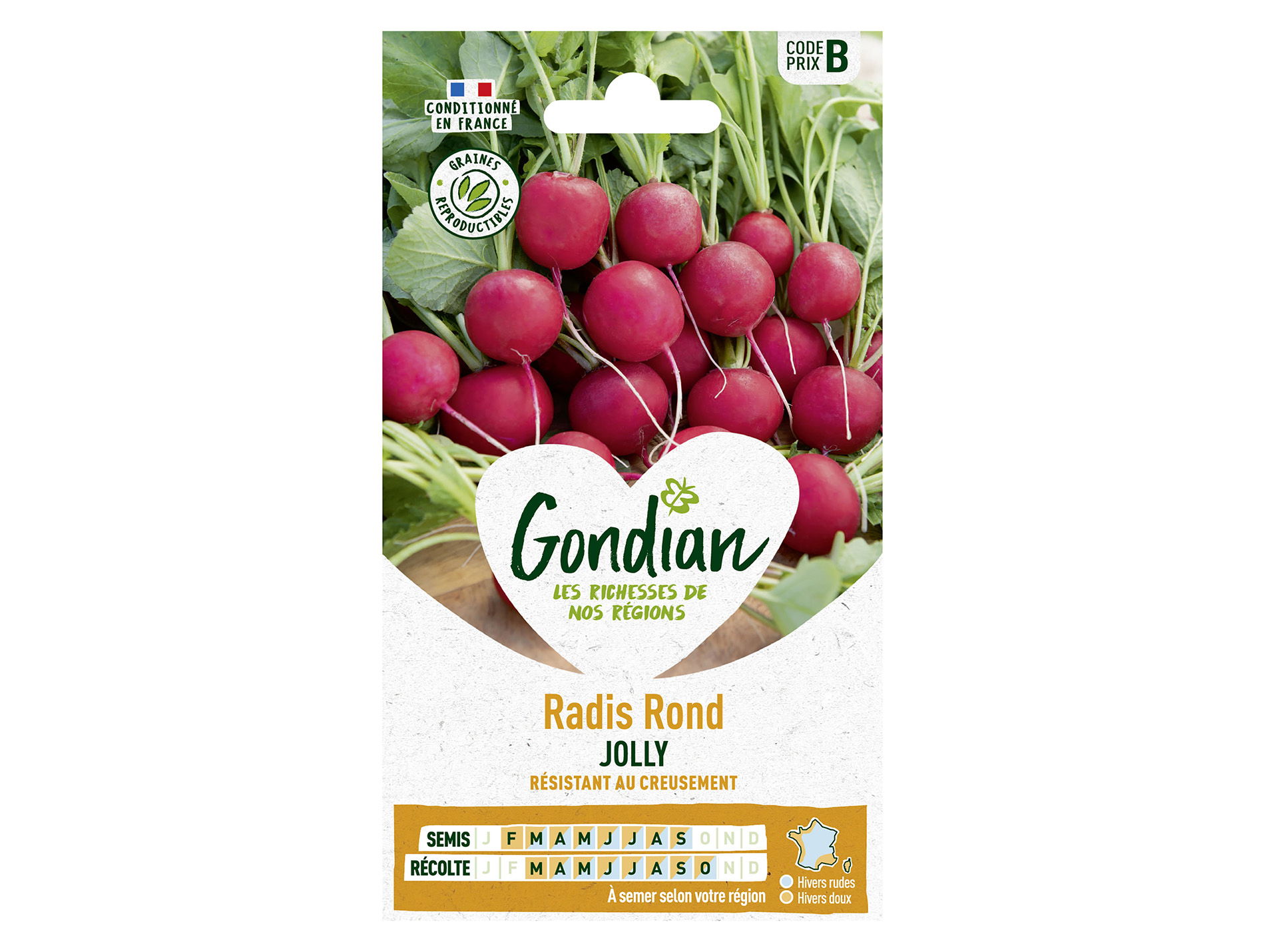 Radis rond amélioré Jolly GONDIAN Série B