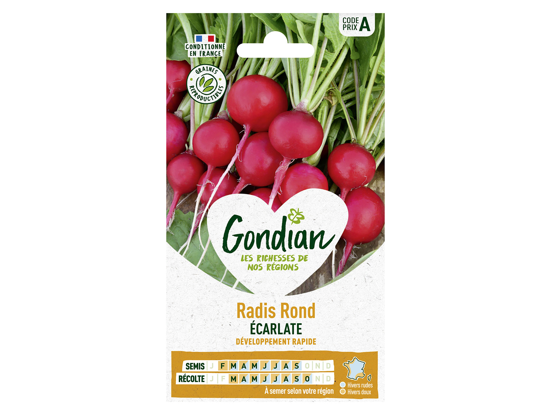 Radis rond à forcer Ecarlate GONDIAN Série A