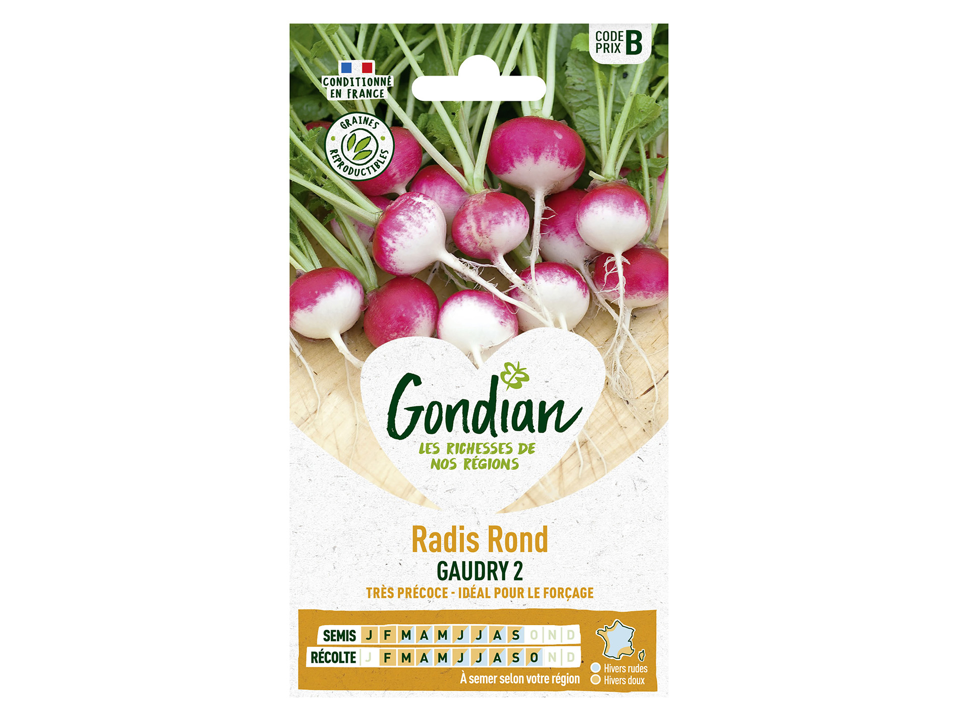 Radis rond Gaudry 2 GONDIAN Série B