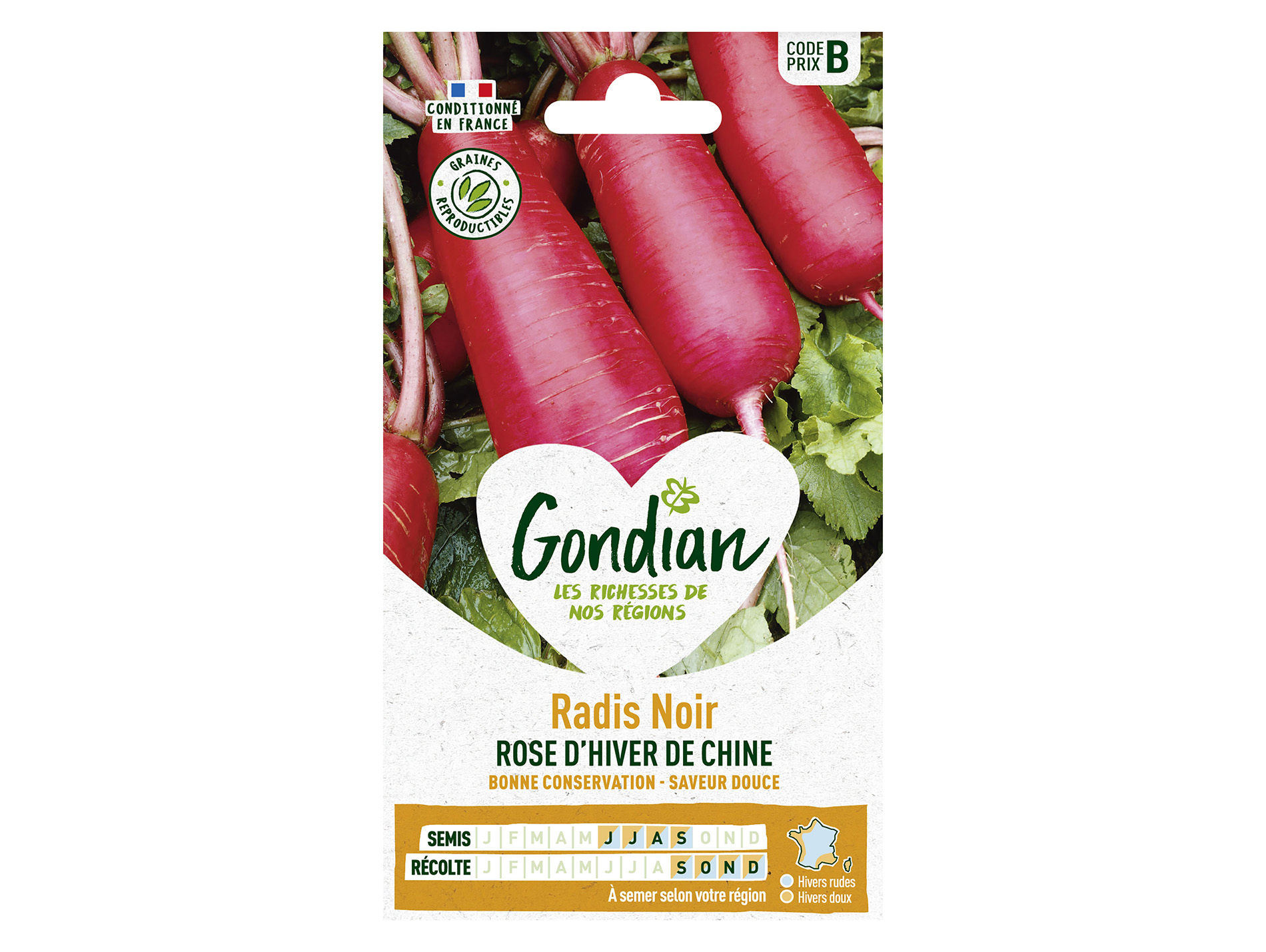 Radis noir rose d'Hiver de Chine GONDIAN Série B