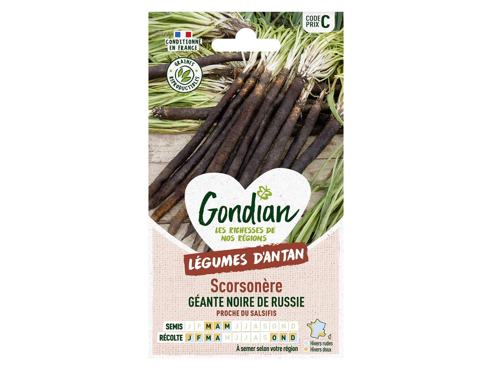Scorsonère noire de Russie GONDIAN Série C