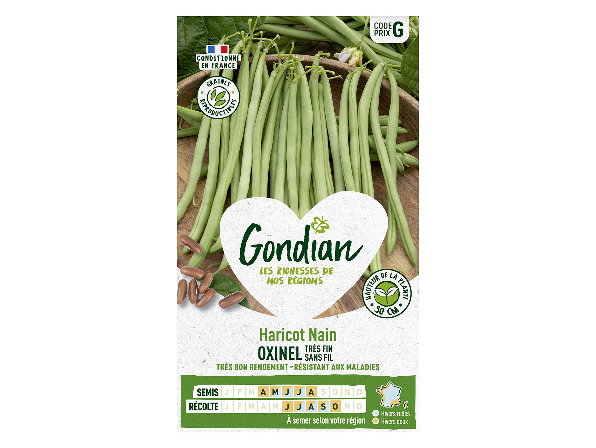 Haricot Oxinel nain sans fil GONDIAN Série G