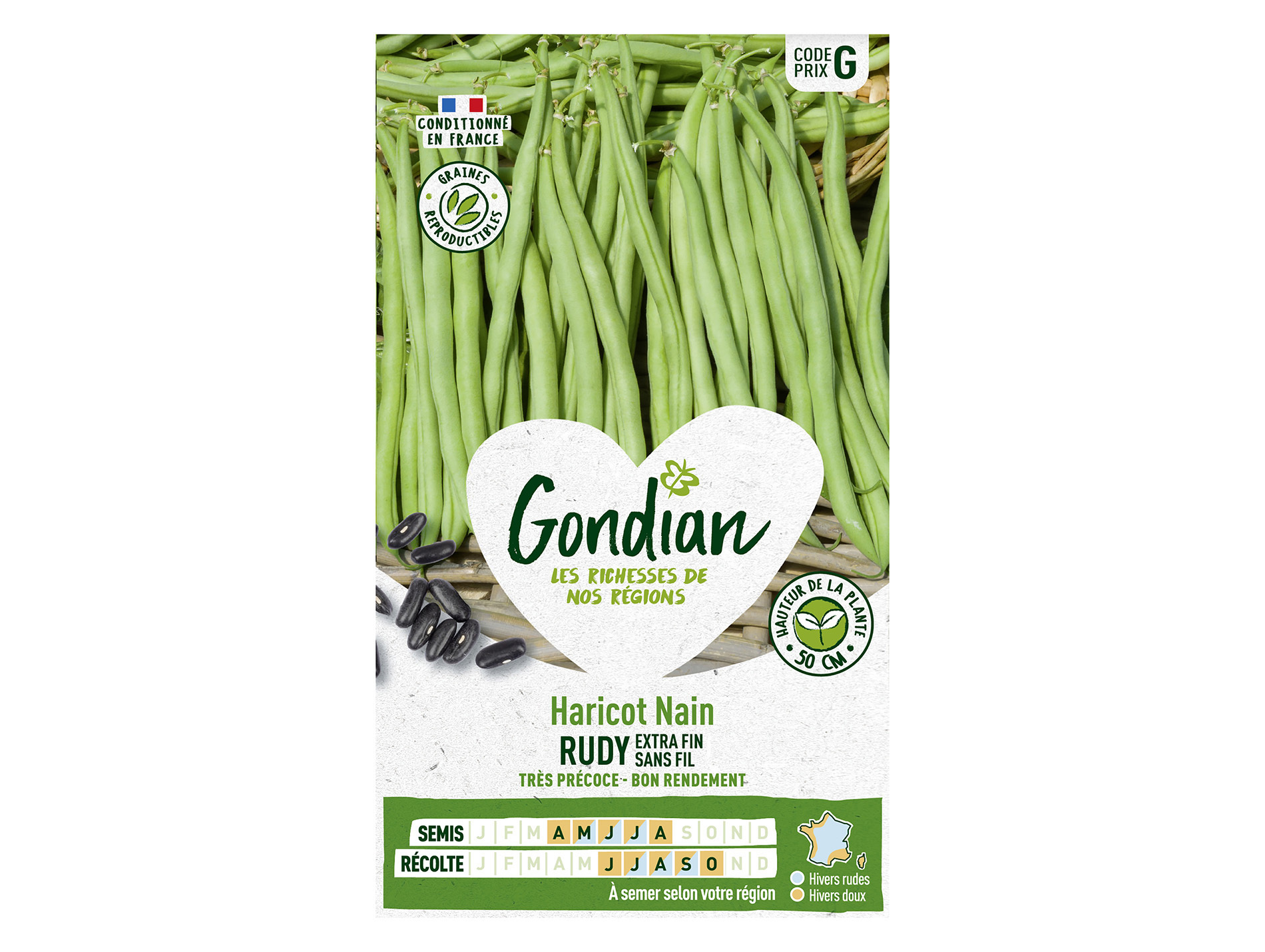 Haricot Rudy nain sans fil GONDIAN Série G