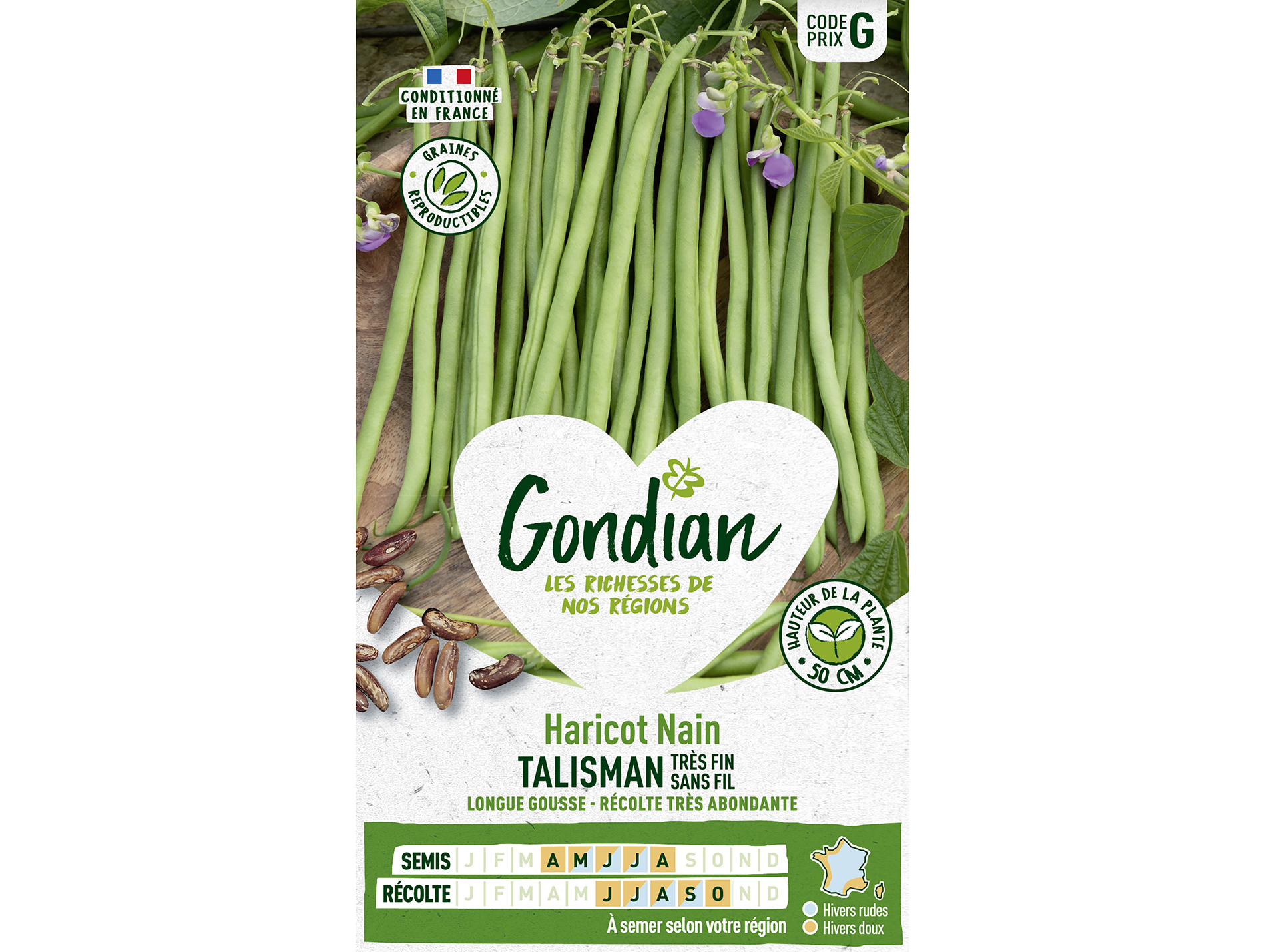 Semence haricot nain Talisman GONDIAN