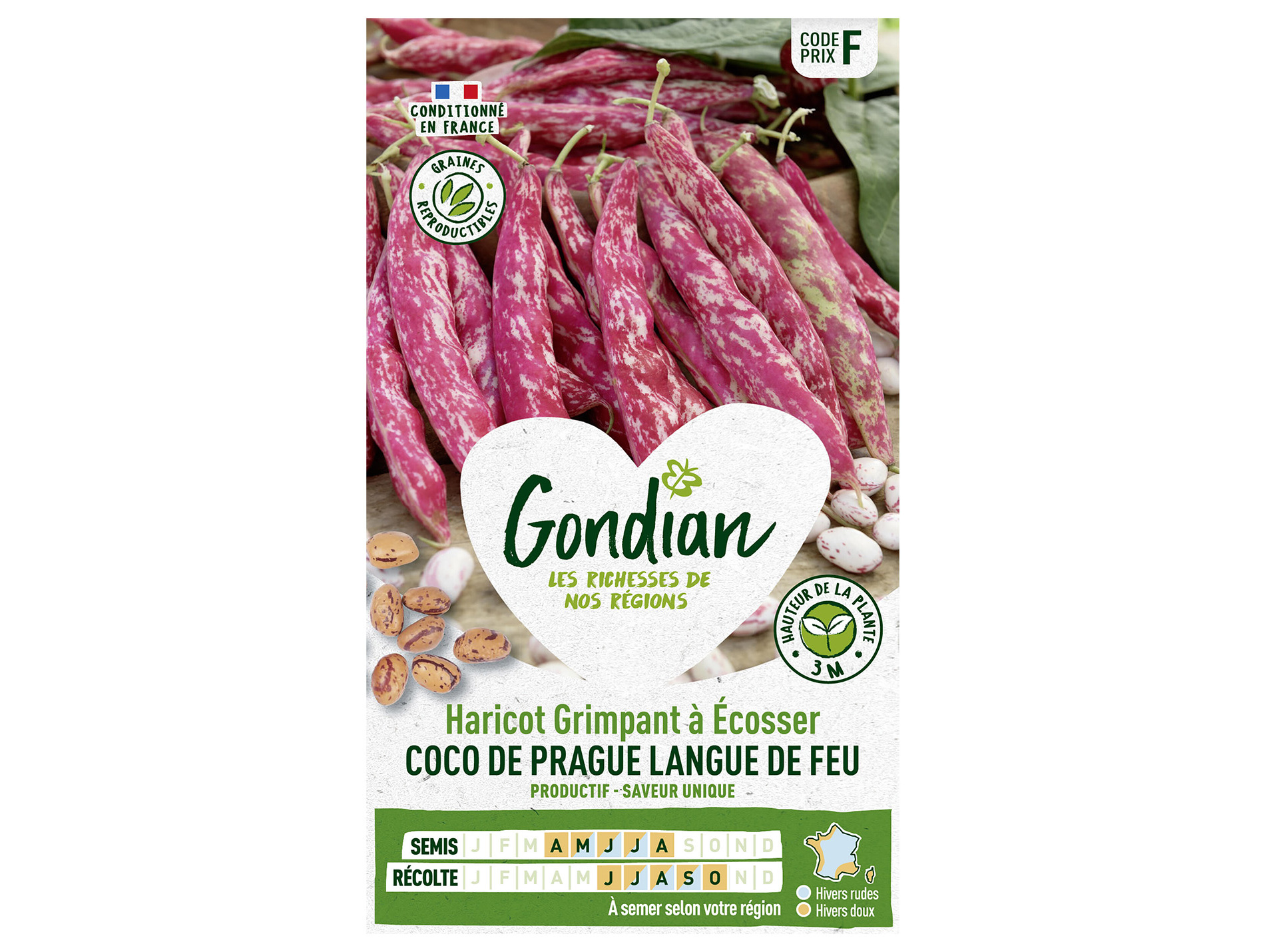 Haricot Coco Prague grimpant à écosser GONDIAN Série F