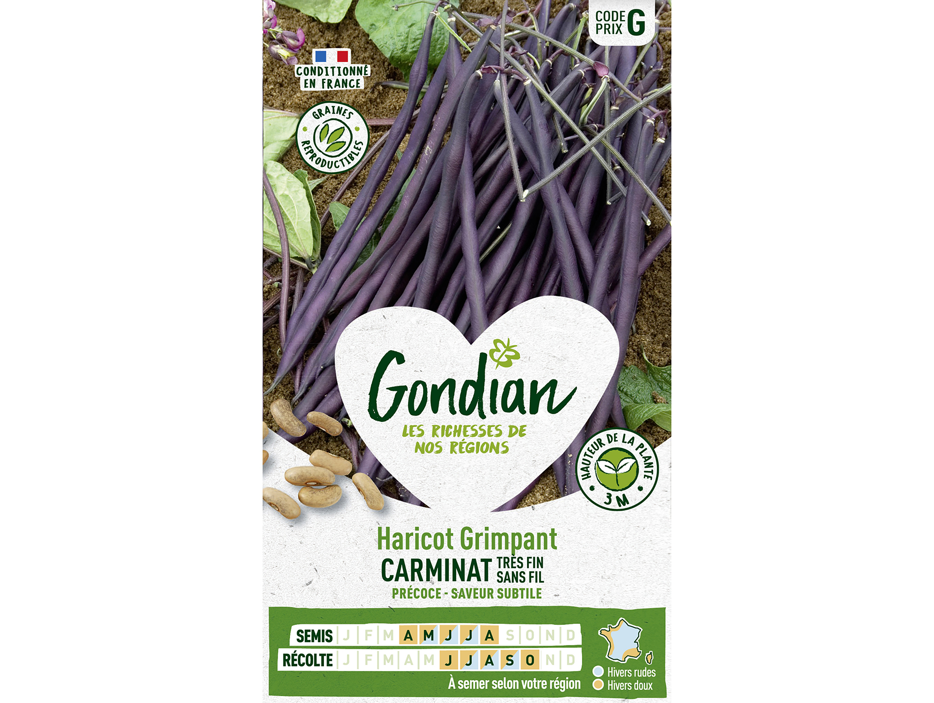 Semence haricot grimpant Carminat GONDIAN