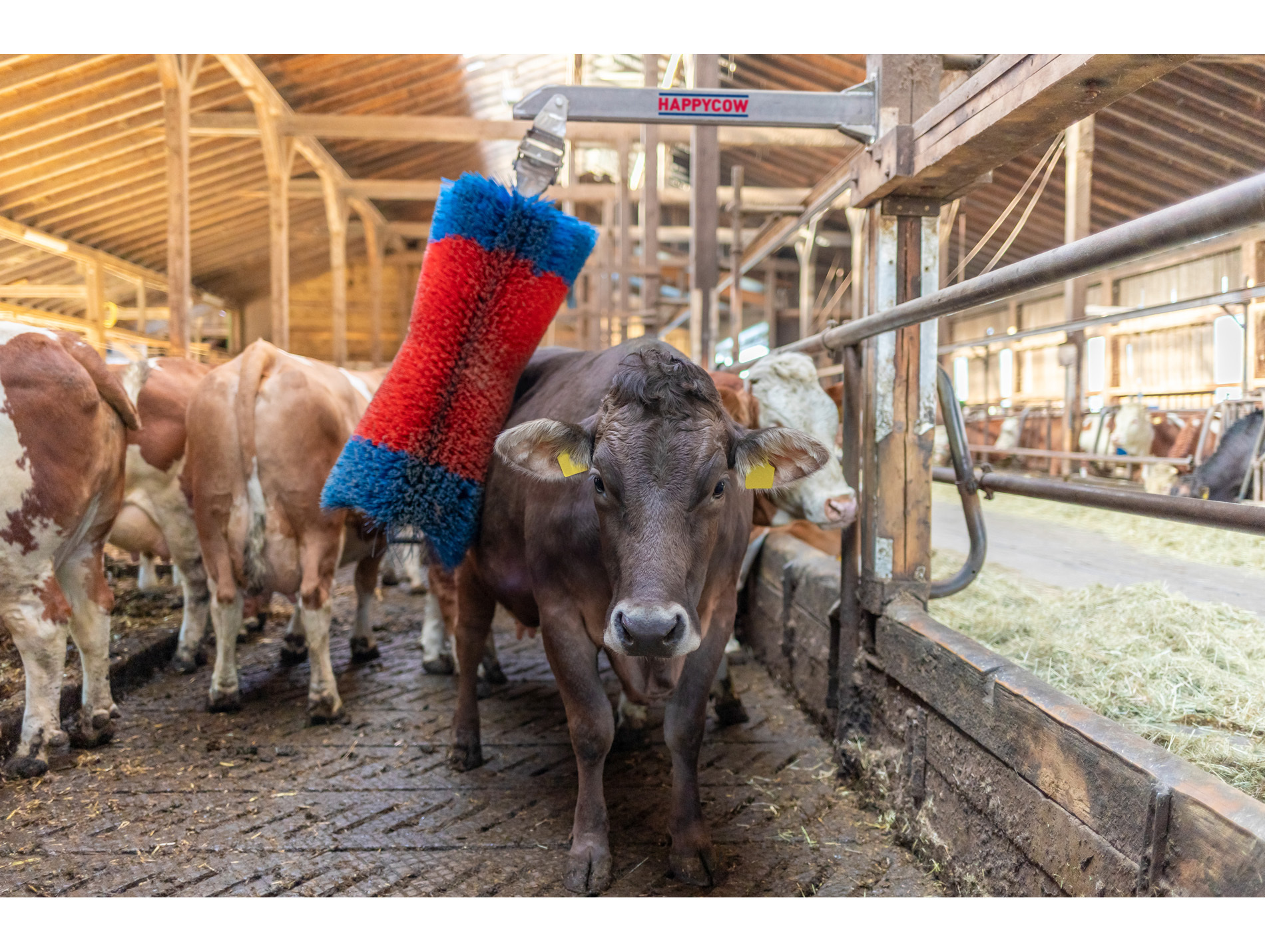 Brosse vache HAPPYCOW free maxi pendulaire