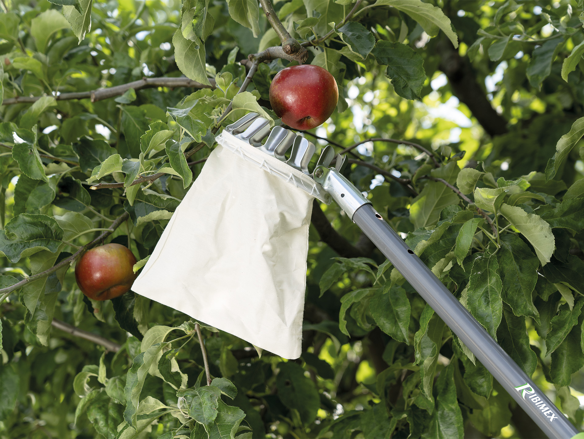 Cueille-fruits + sac RIBIMEX pour récolte en hauteur
