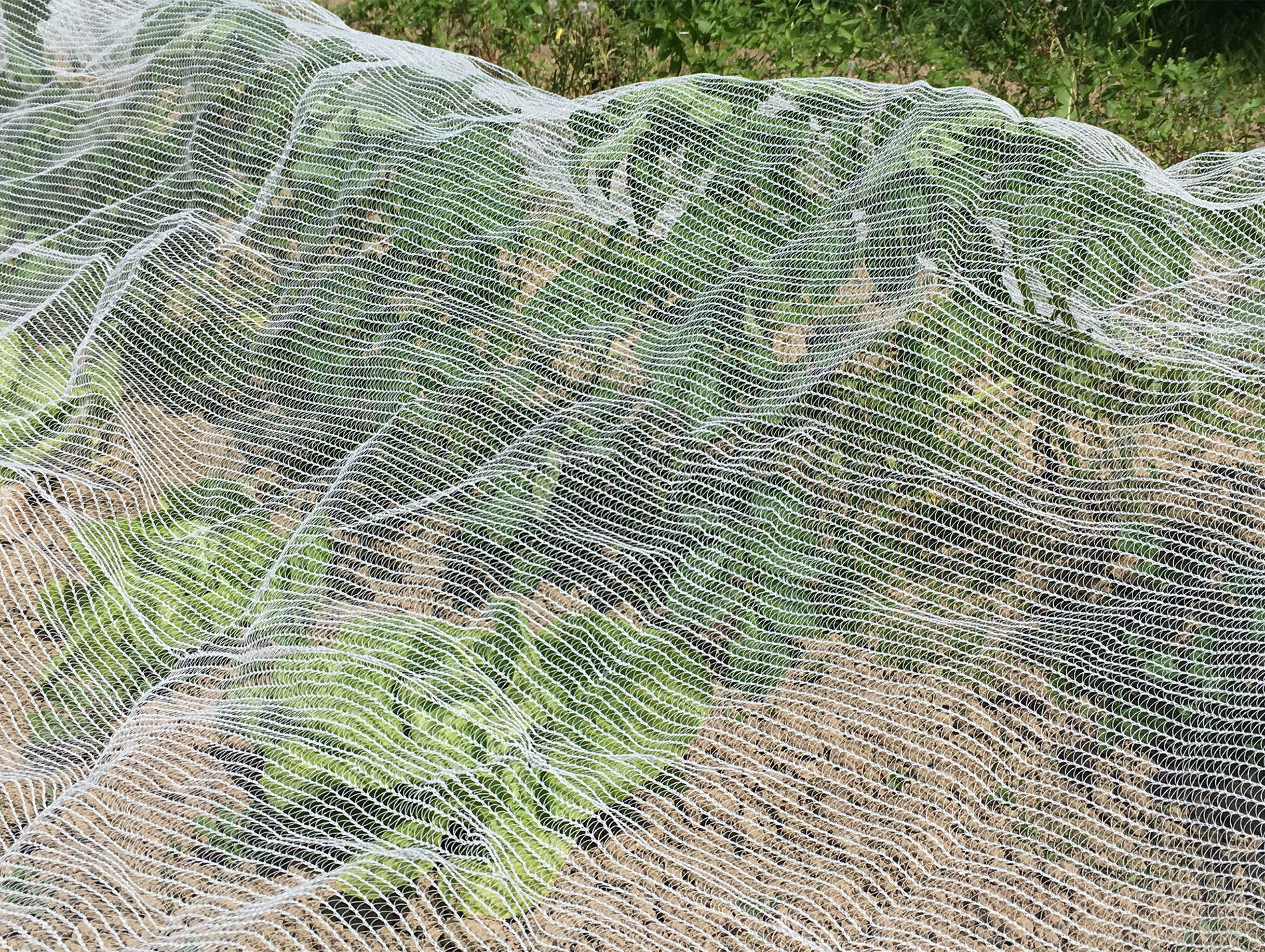 Filet anti-insectes JANY 60g/m² 2x6m