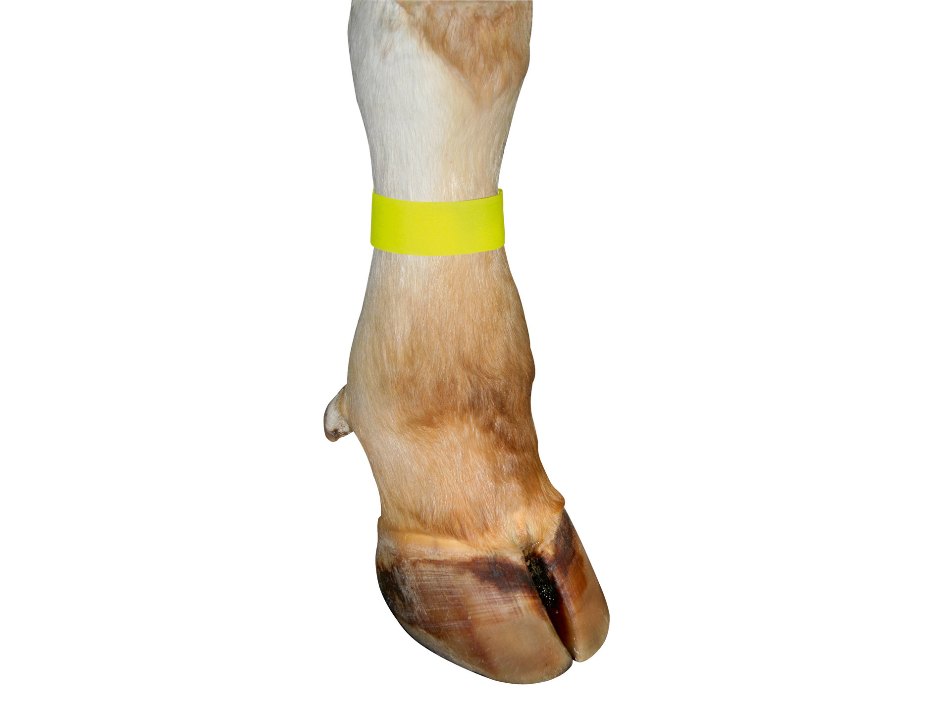 Bracelet KERBL velcro fluo 36cm jaune x10