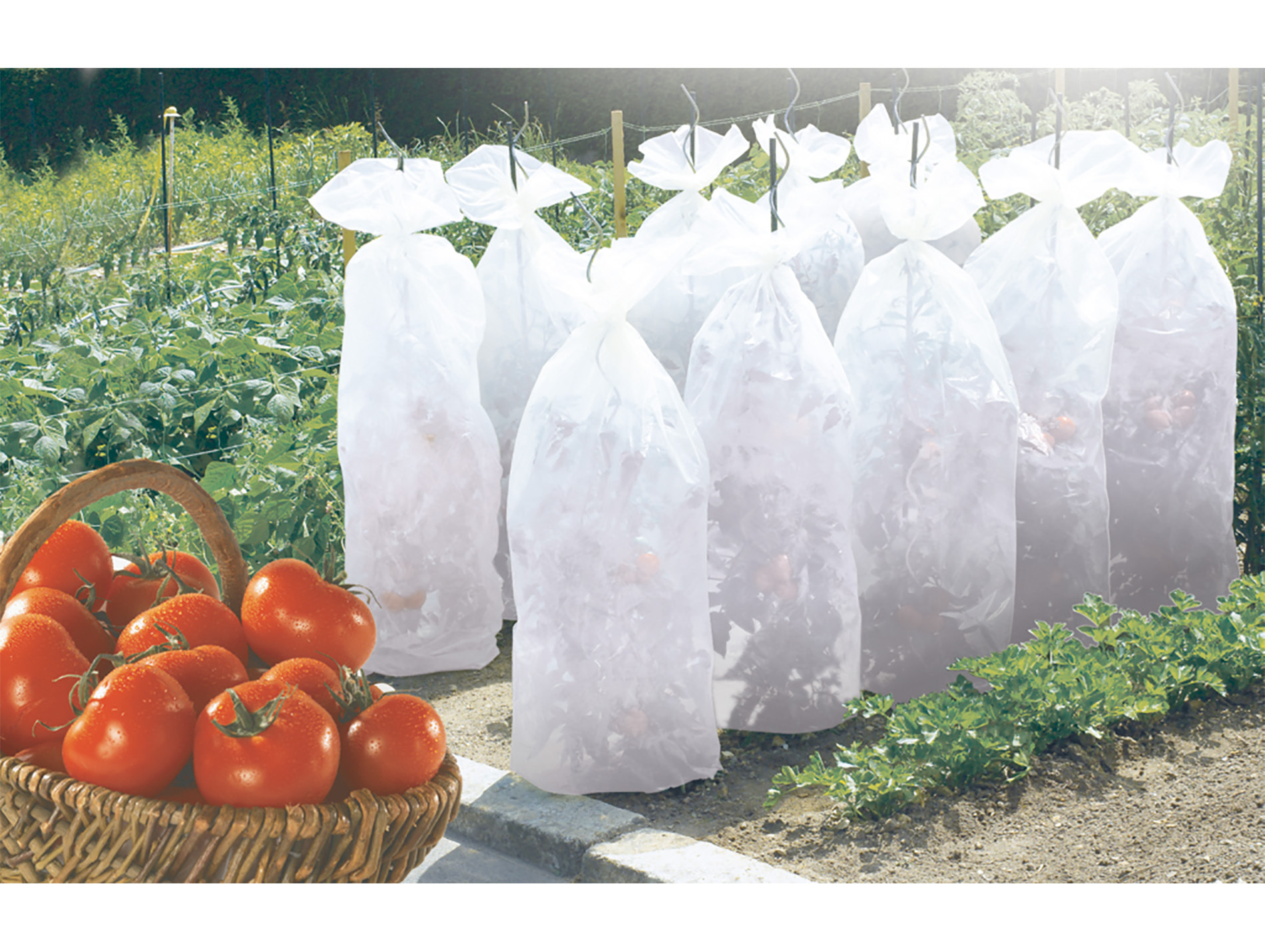 Gaine de croissance Tomatex NORTENE L.10m x l.60cm blanc