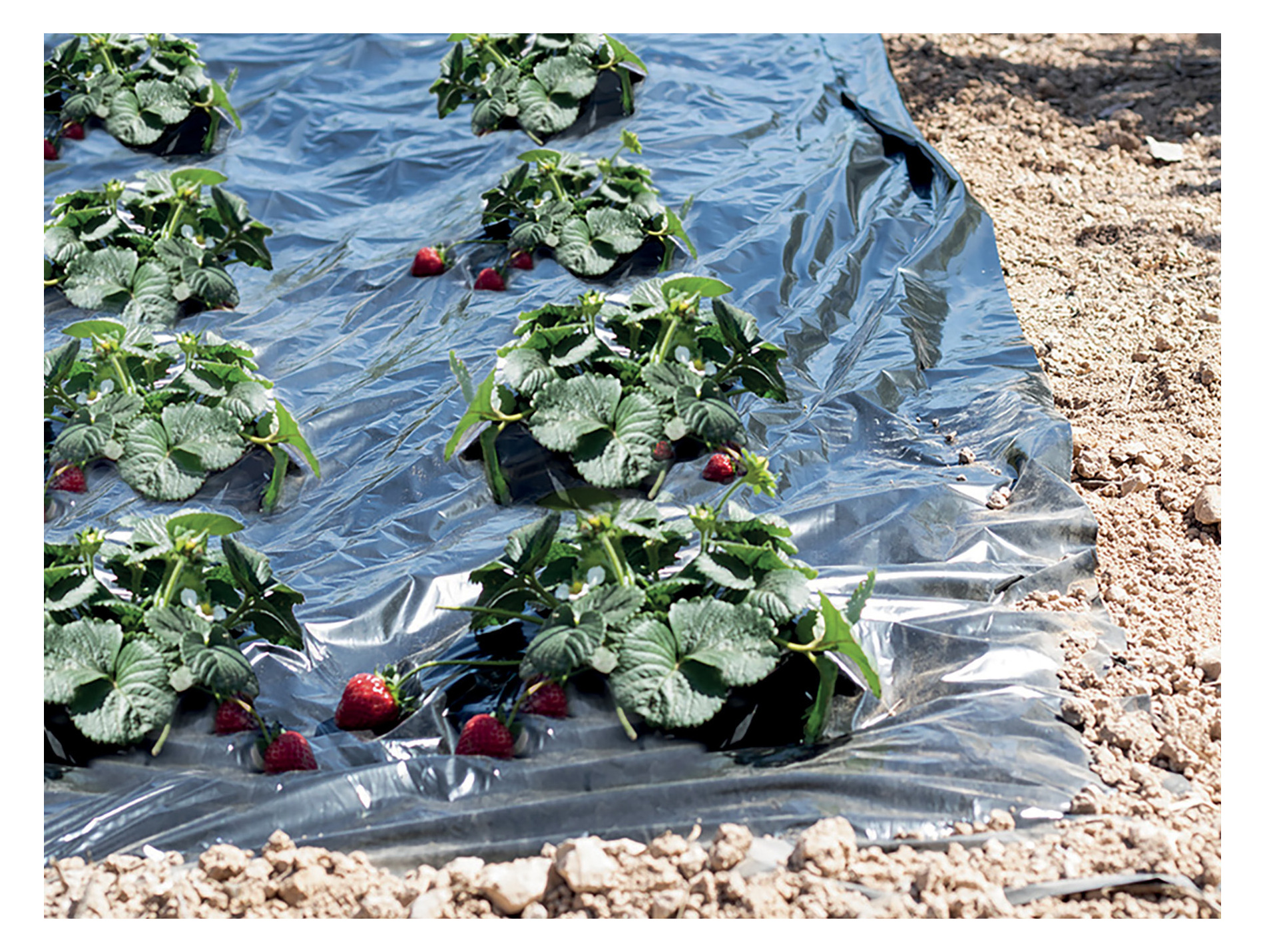 Film de paillage spécial fraises NORTENE l.1,4m x L.10m