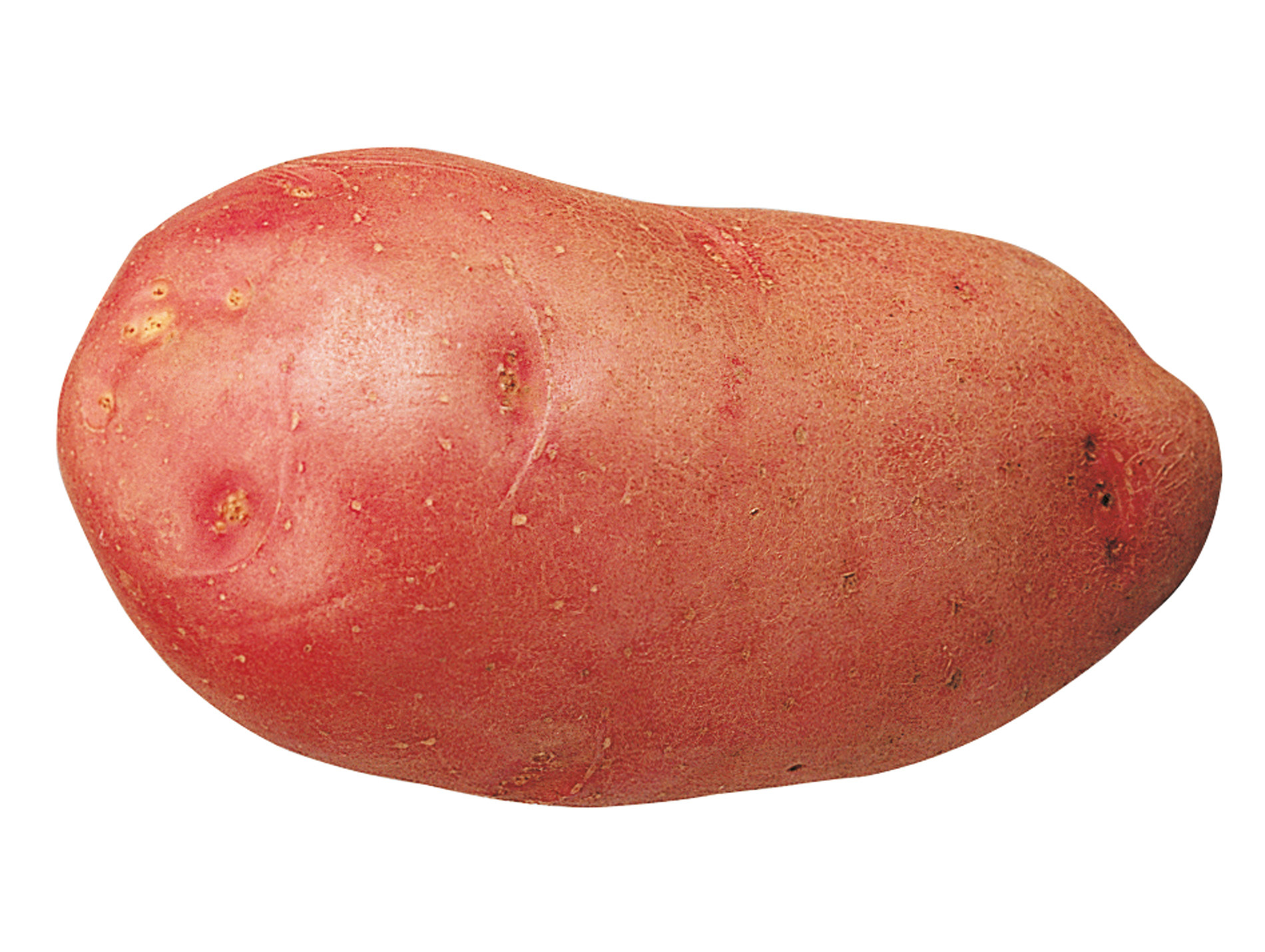 Plants de pommes de terre Rosabelle 35/45 25kg