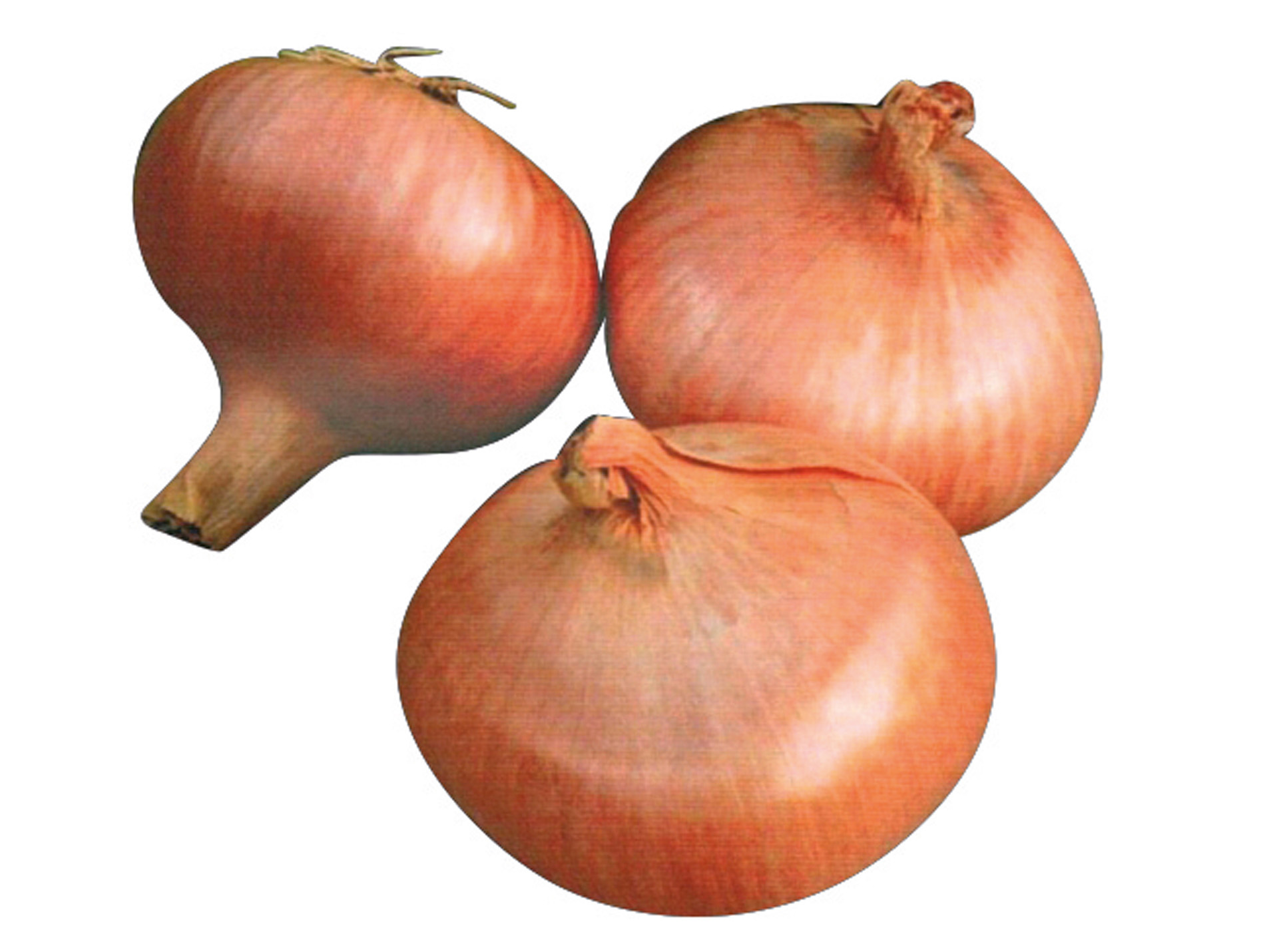 Bulbes d'oignon Stuttgarter Reisen 500g