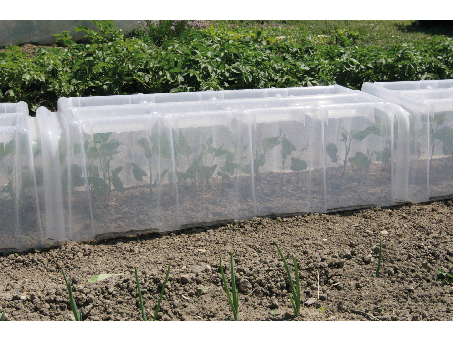 Mini-serre de forçage MODULO