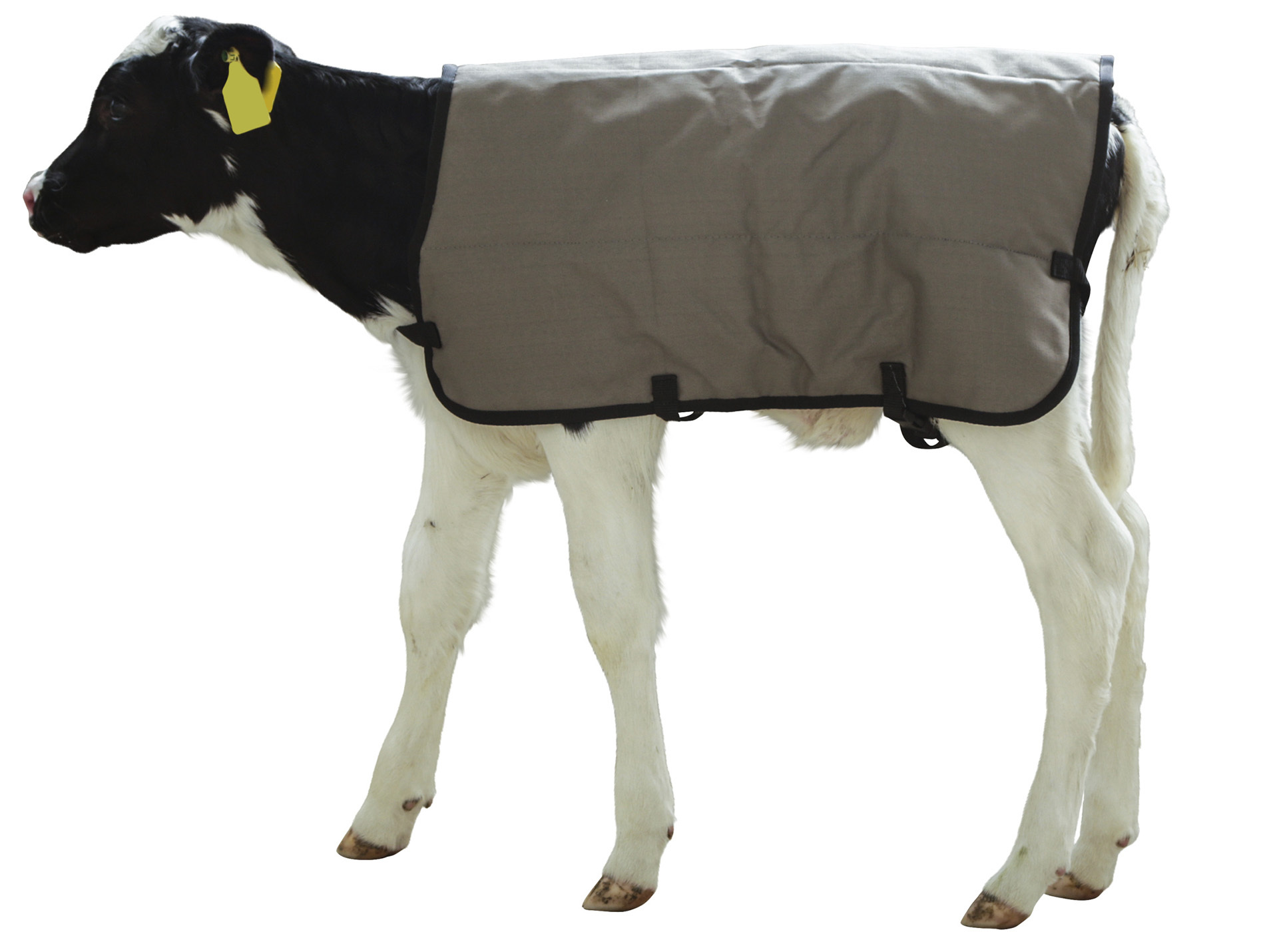 Couverture veau KERBL 70cm