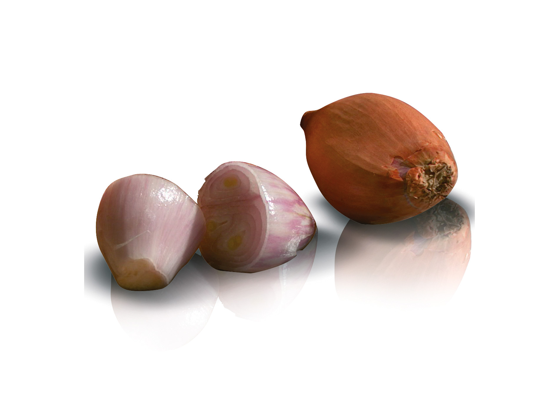 Bulbes echalote Vigarmor 500g